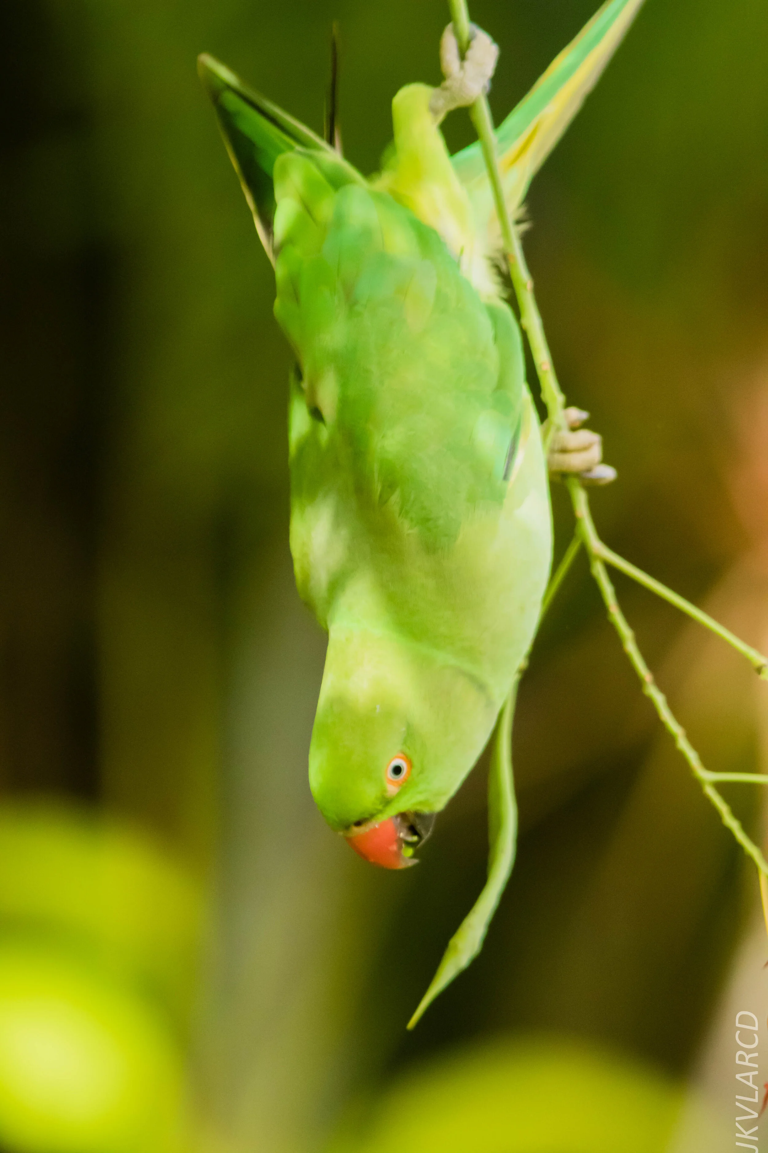 EOS 7D Mark II_2020_07_25_1350.jpg