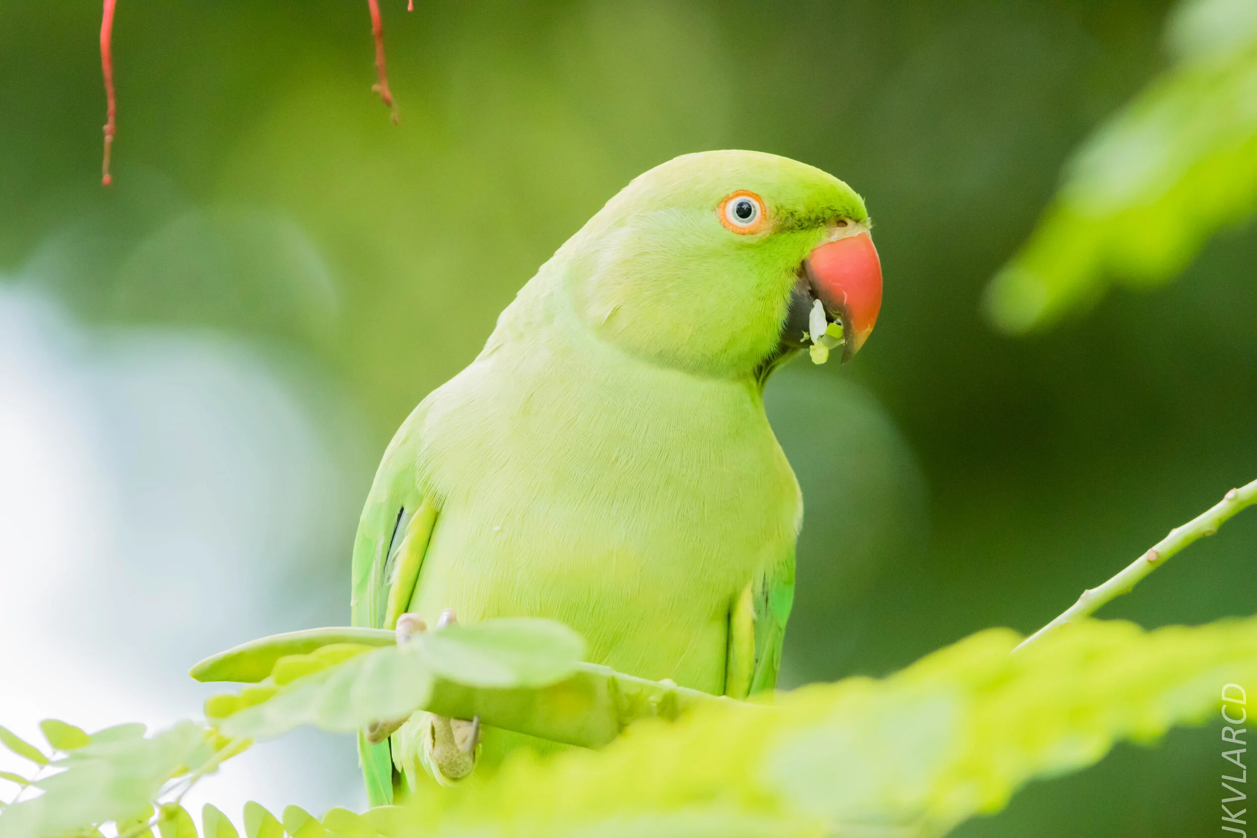 EOS 7D Mark II_2020_07_25_1356.jpg