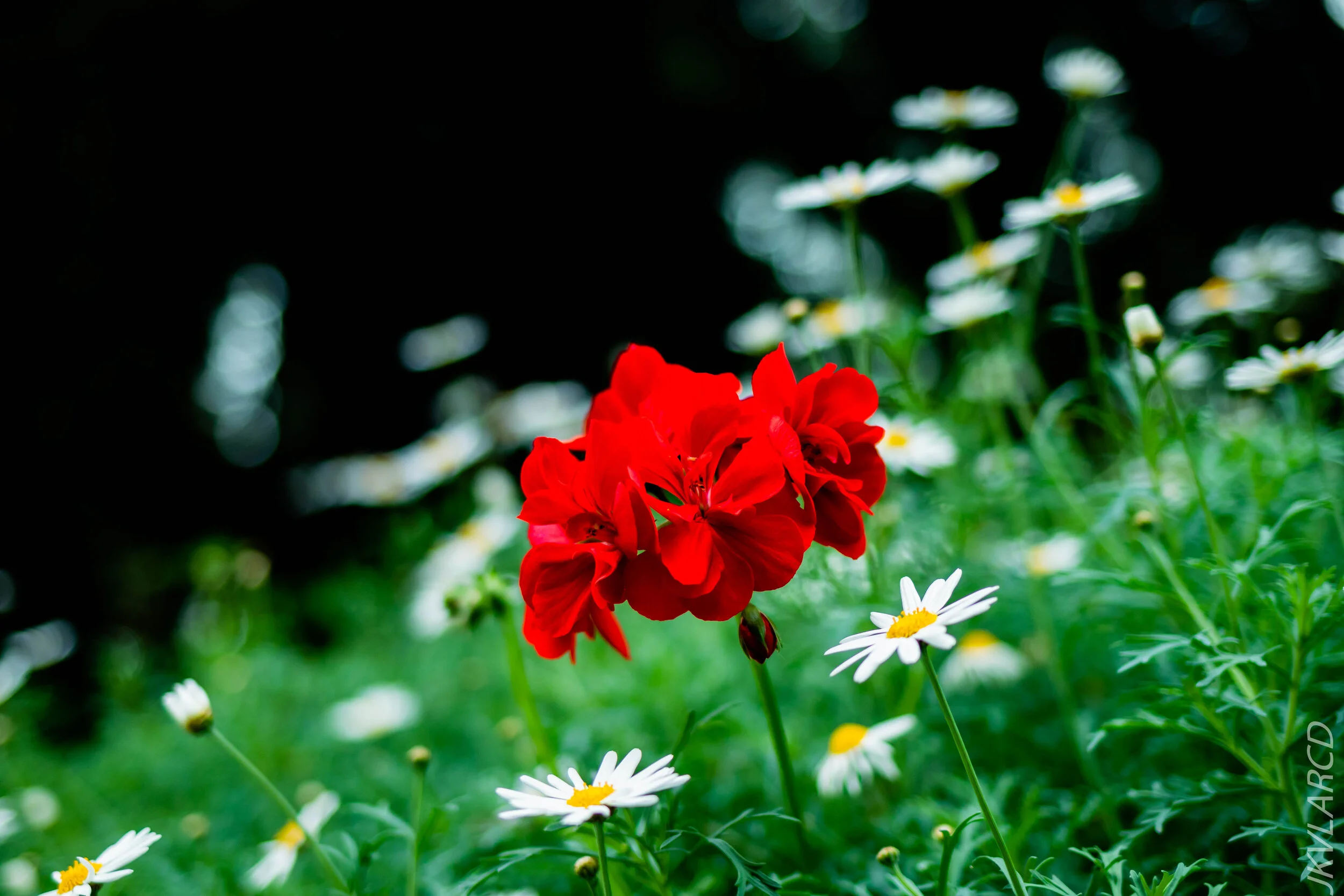 EOS 7D Mark II_2020_09_05_0338.jpg