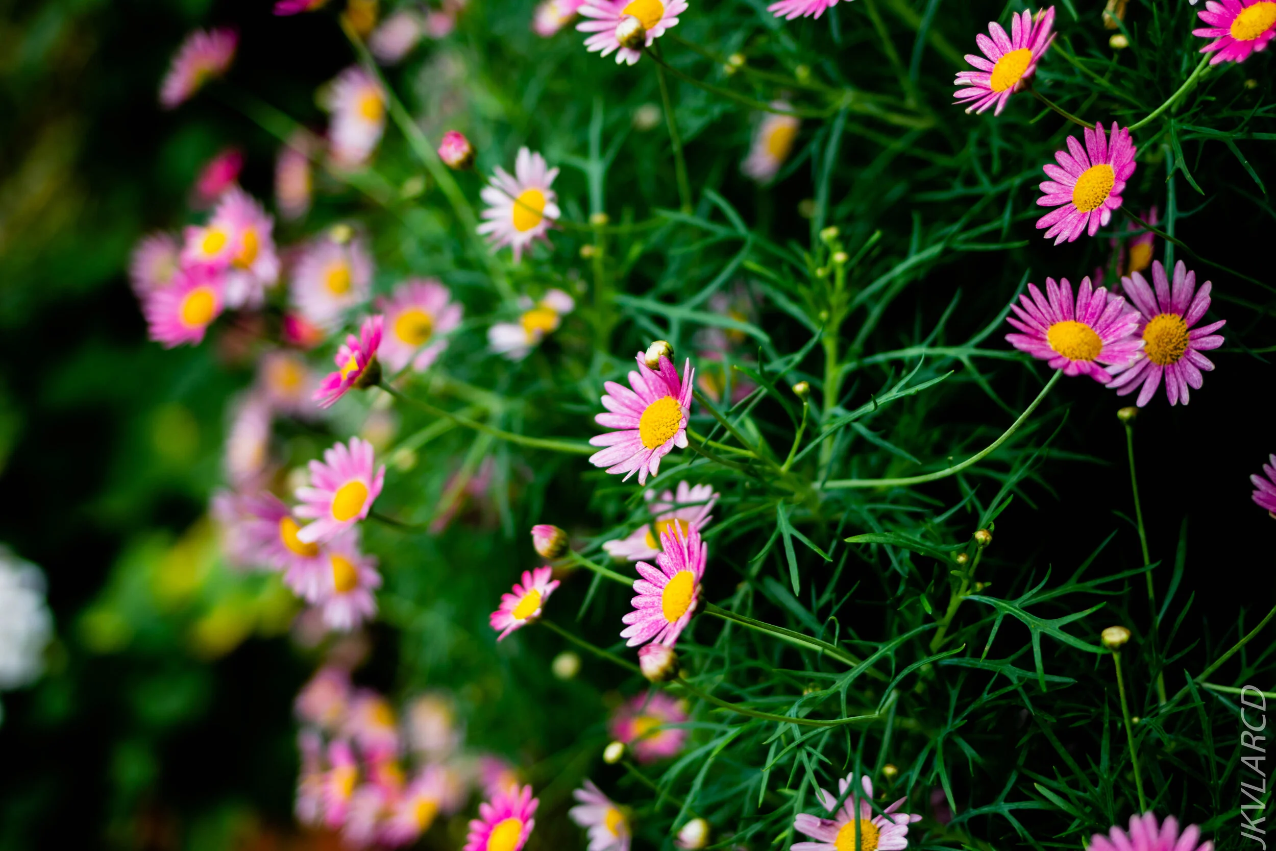 EOS 7D Mark II_2020_09_05_0340.jpg