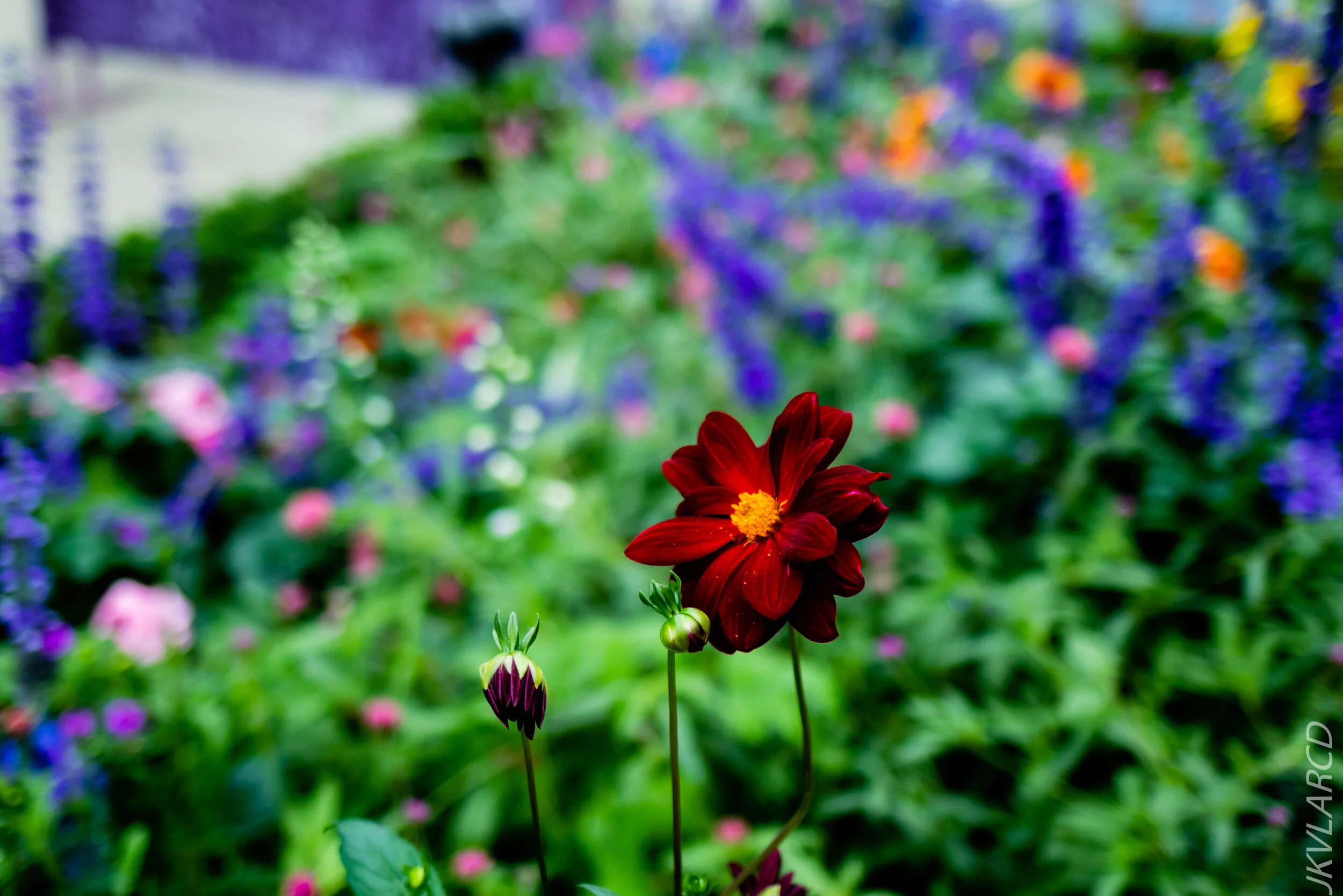 EOS 7D Mark II_2020_09_05_0374.jpg