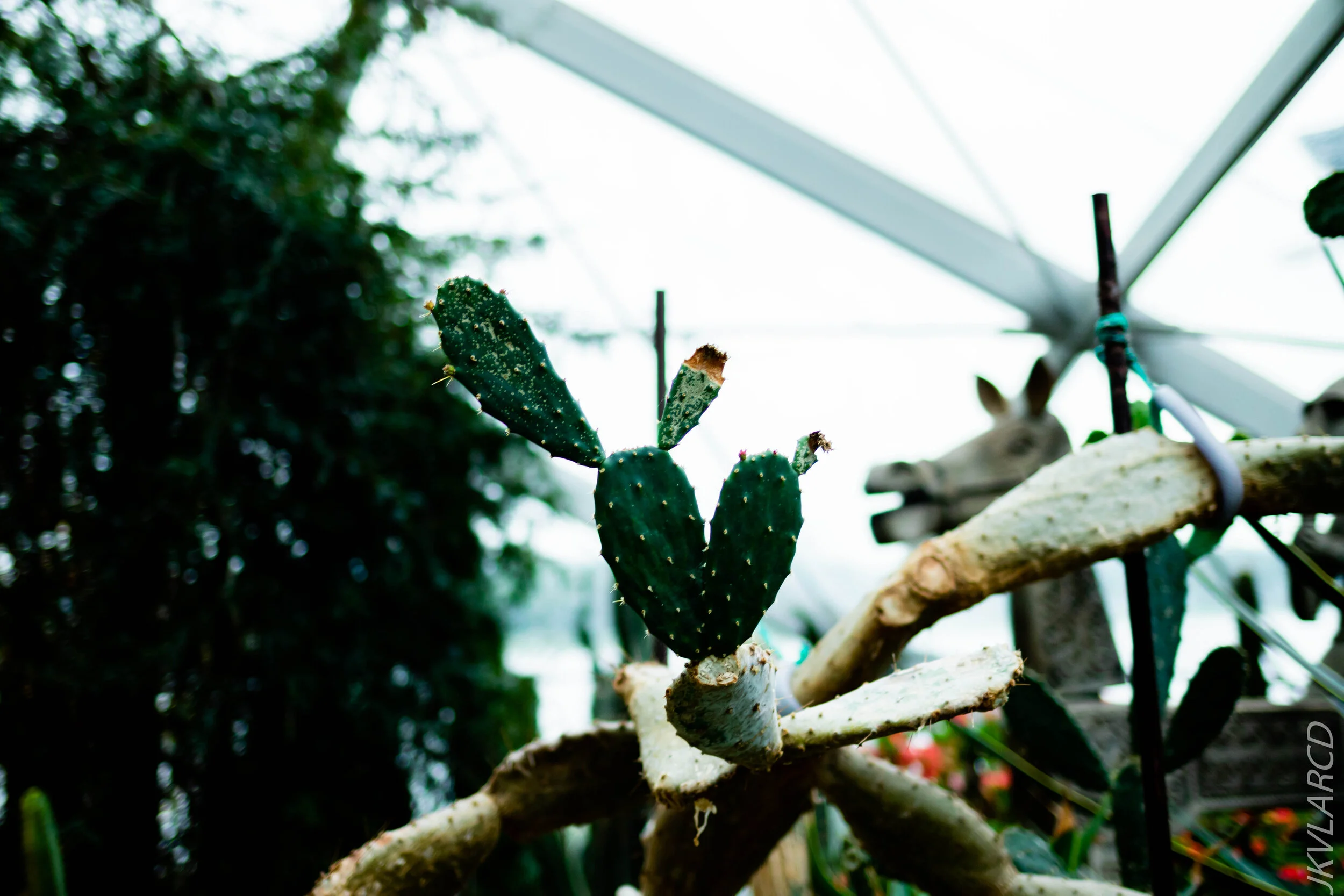 EOS 7D Mark II_2020_09_05_0404.jpg