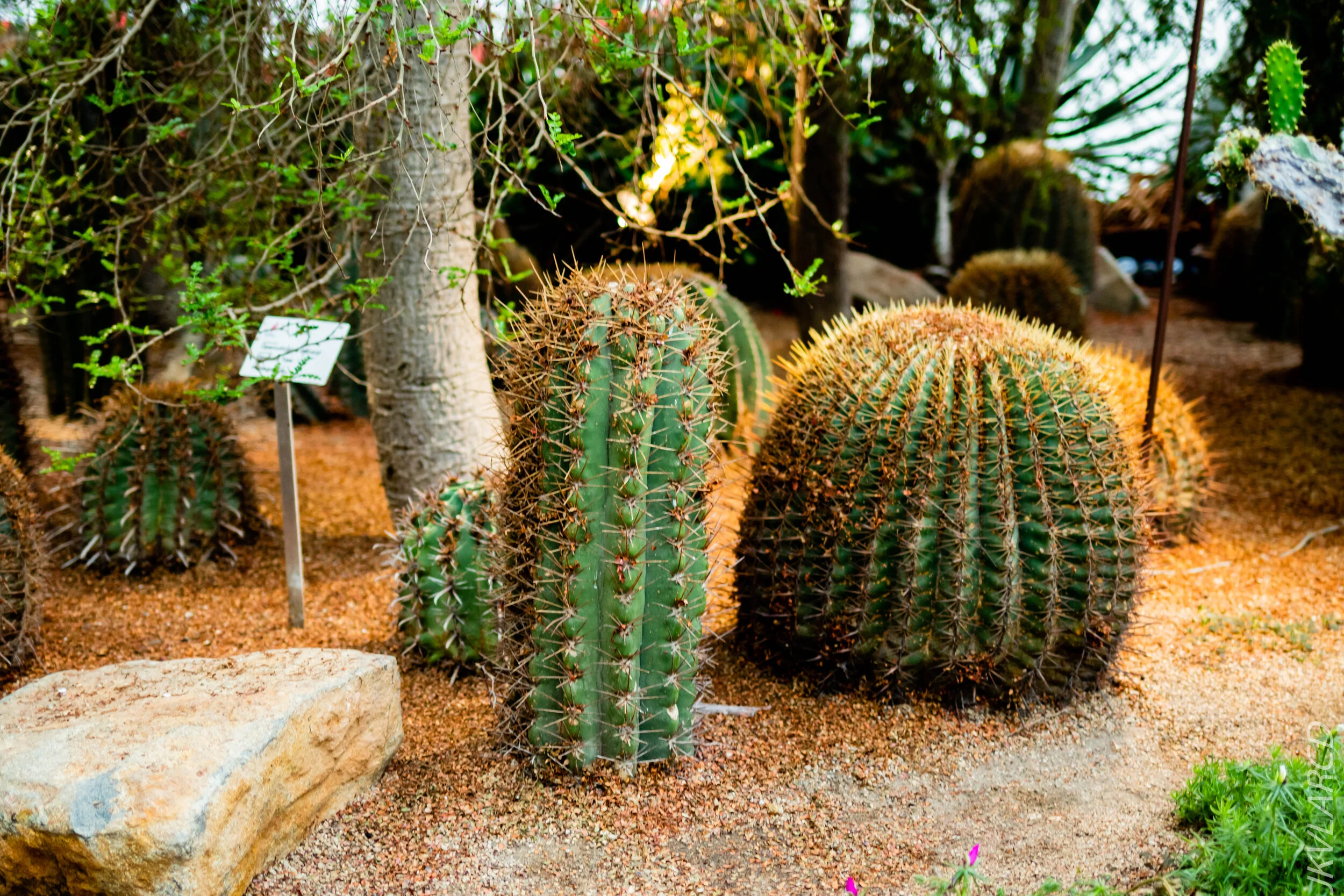 EOS 7D Mark II_2020_09_05_0405.jpg