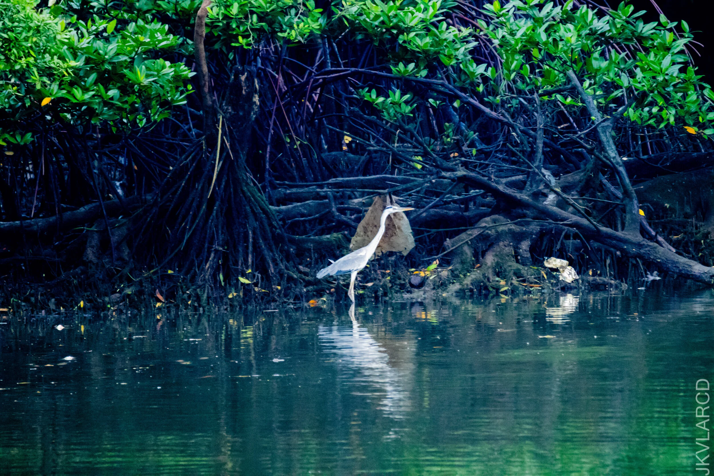 EOS 7D Mark II_2020_11_29_2125.jpg