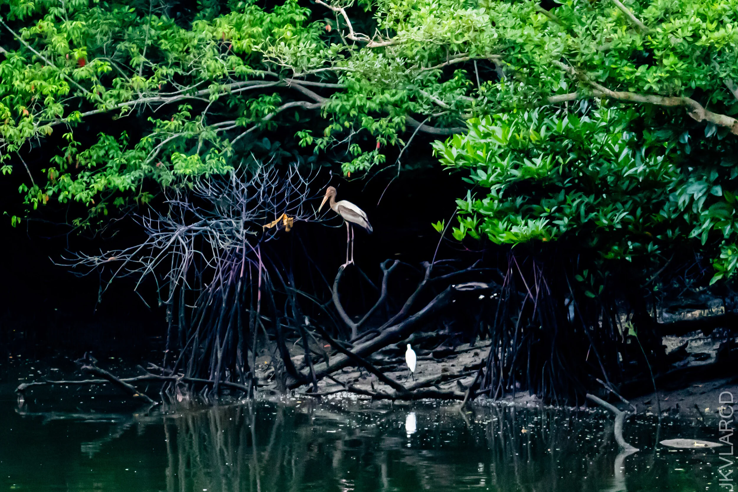 EOS 7D Mark II_2020_11_29_2247.jpg