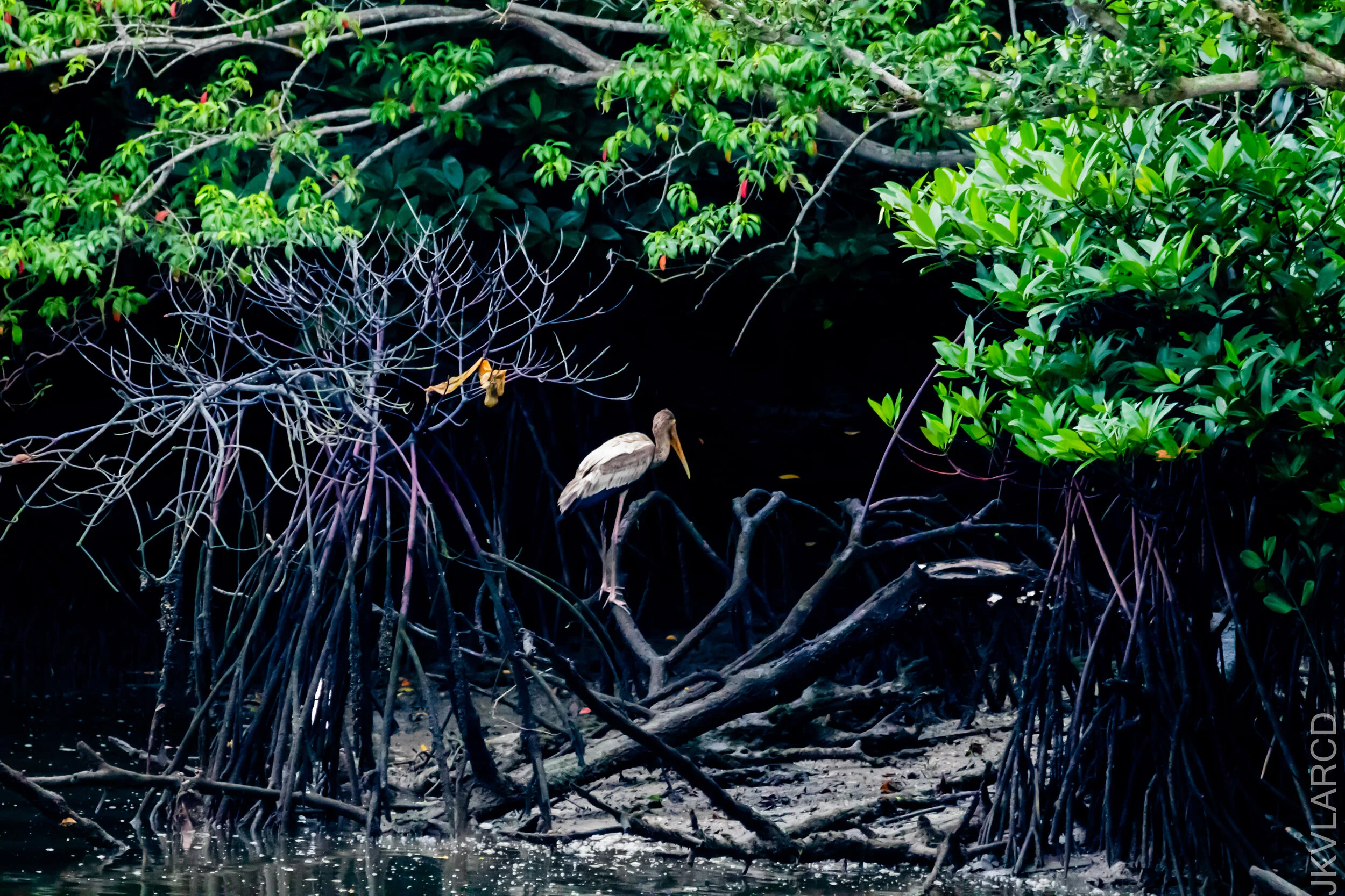 EOS 7D Mark II_2020_11_29_2239.jpg