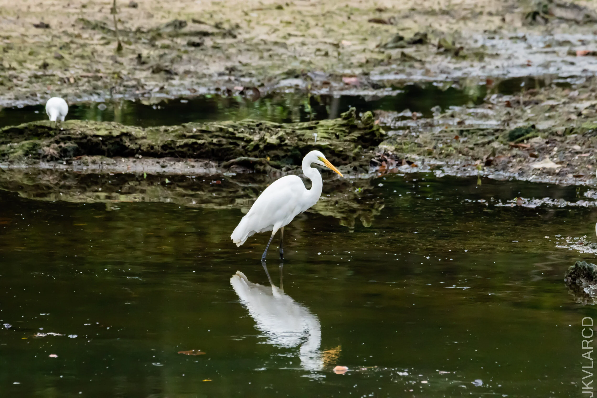 EOS 7D Mark II_2020_11_29_2289.jpg