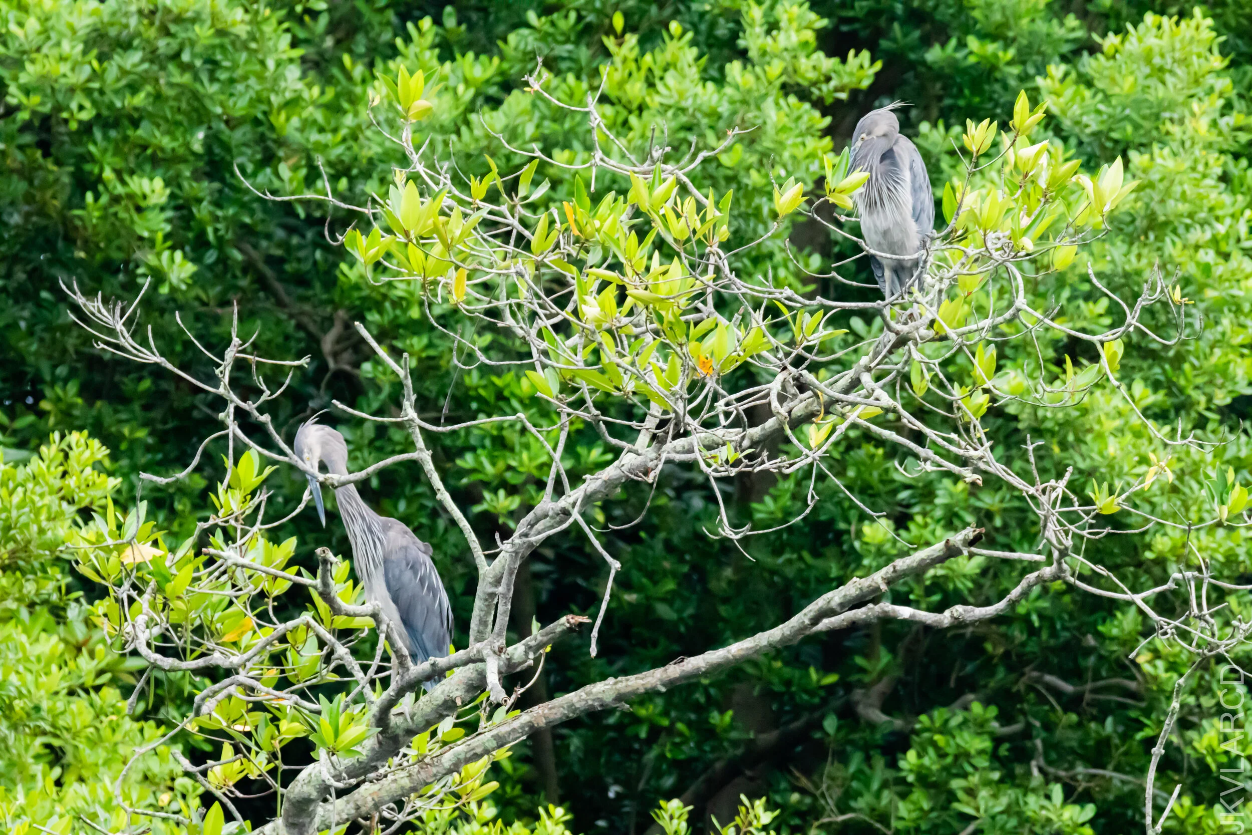 EOS 7D Mark II_2020_11_29_2337.jpg