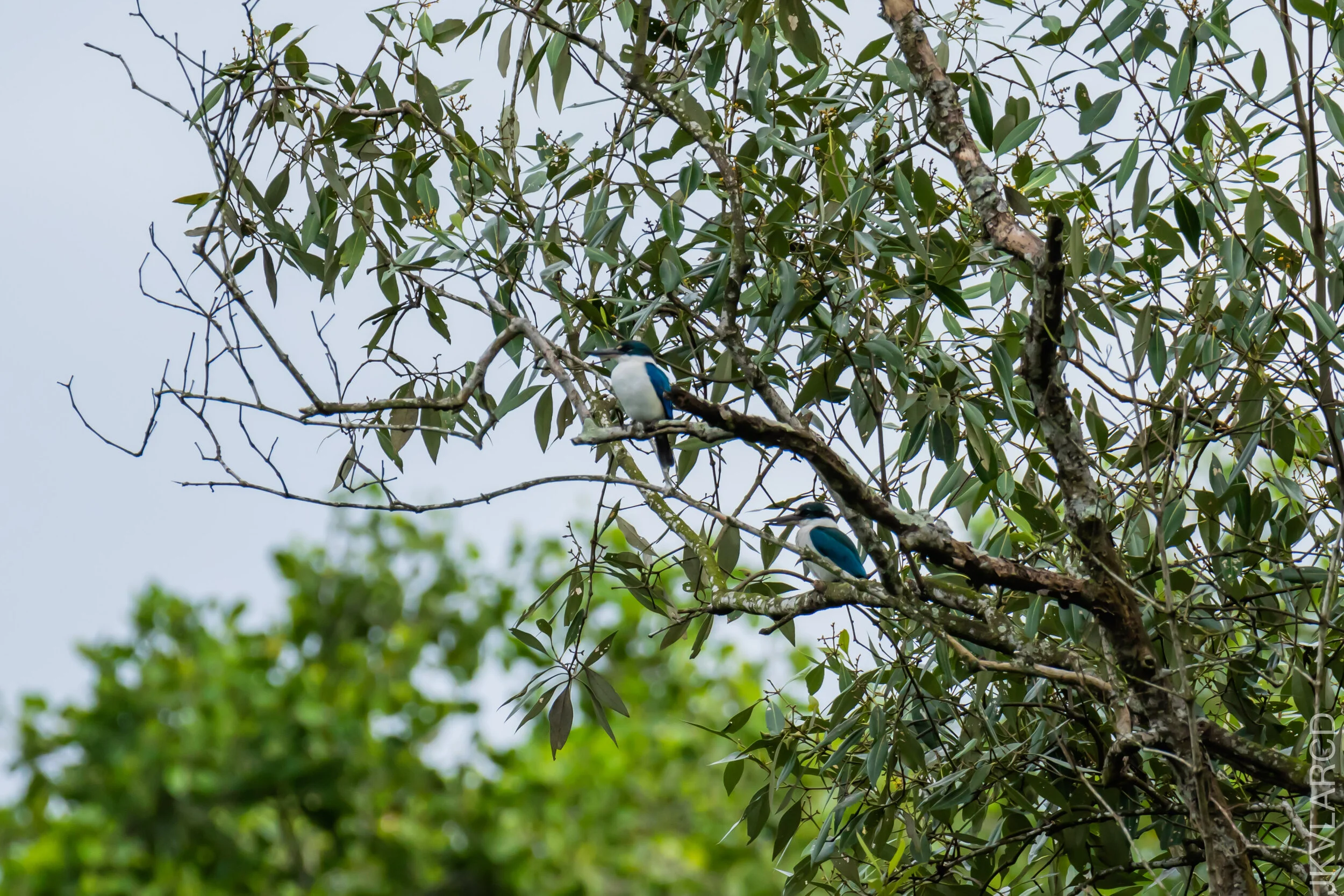 EOS 7D Mark II_2020_11_29_2425.jpg