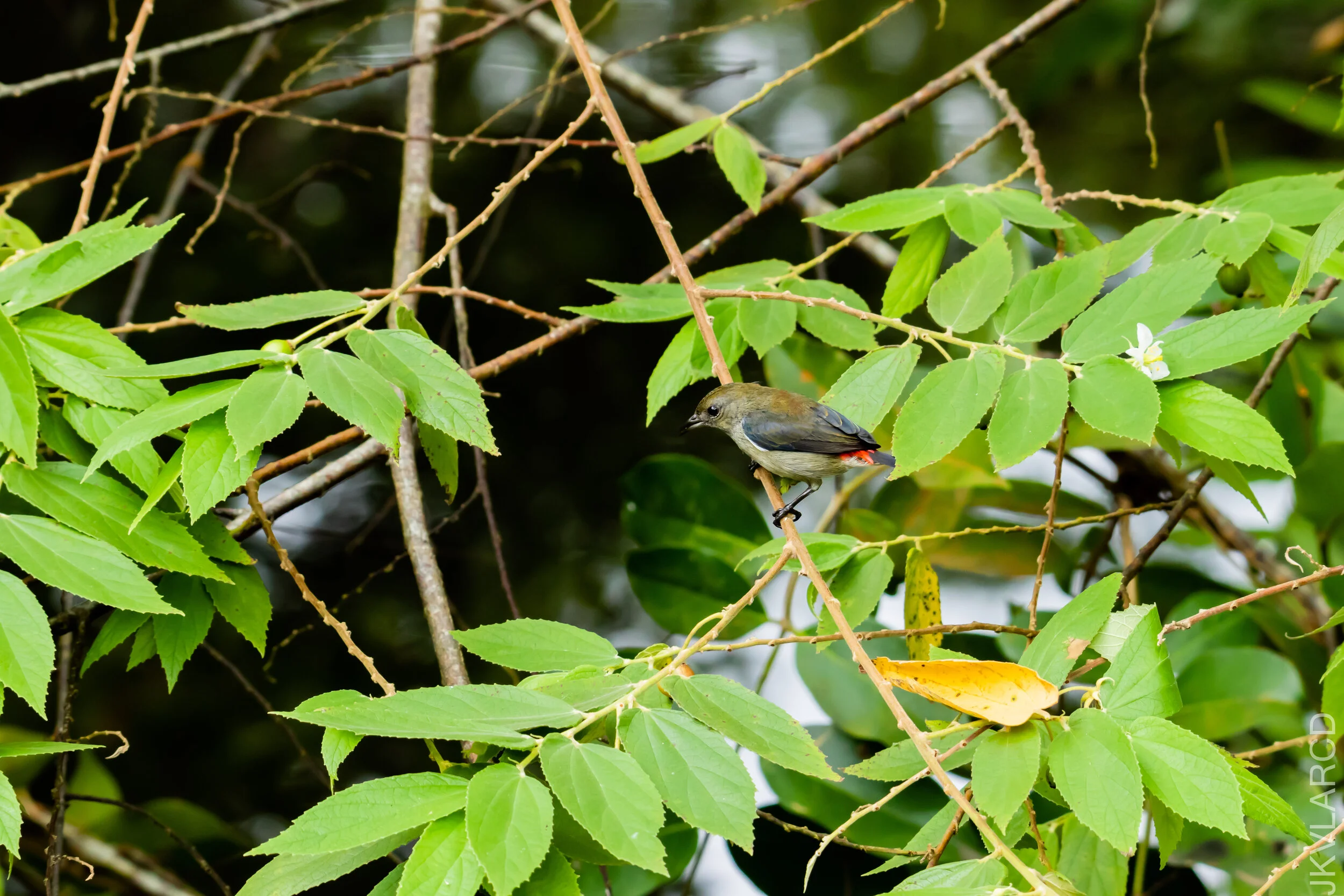 EOS 7D Mark II_2020_11_29_2456.jpg