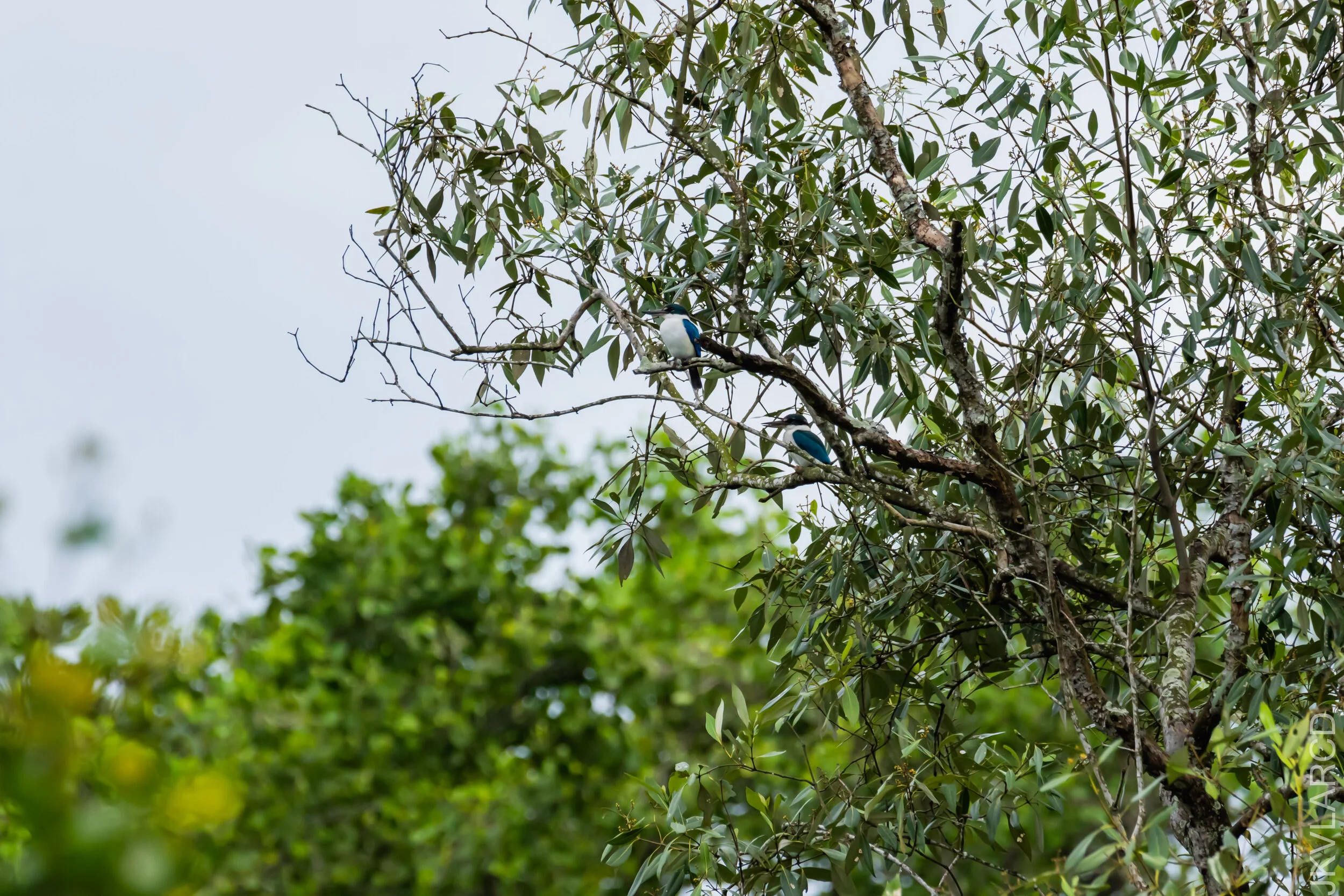 EOS 7D Mark II_2020_11_29_2427.jpg