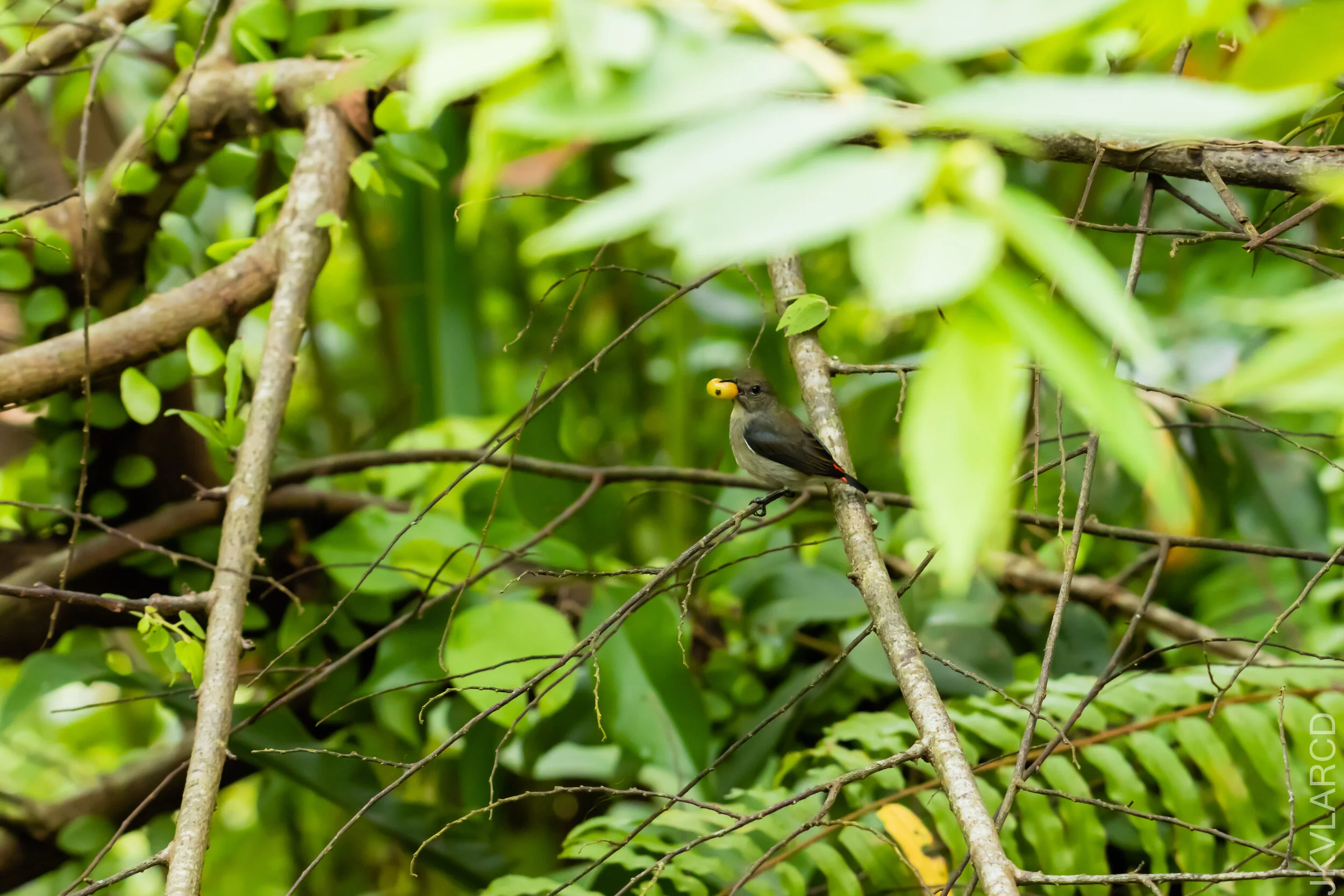 EOS 7D Mark II_2020_11_29_2465.jpg