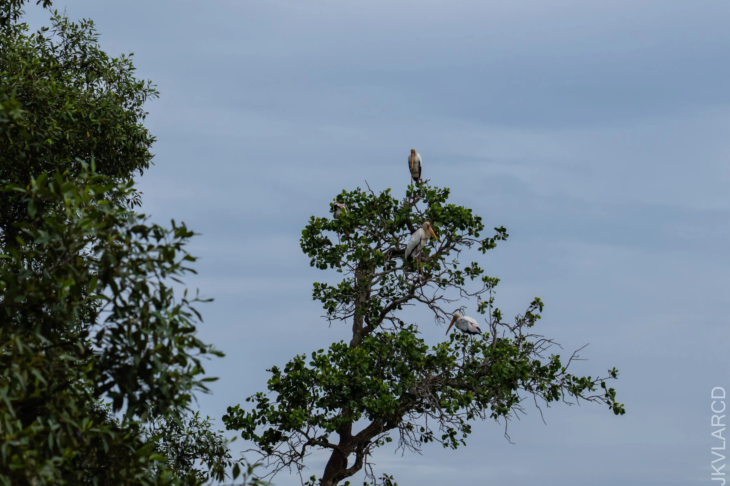 EOS 7D Mark II_2020_11_29_2471.jpg