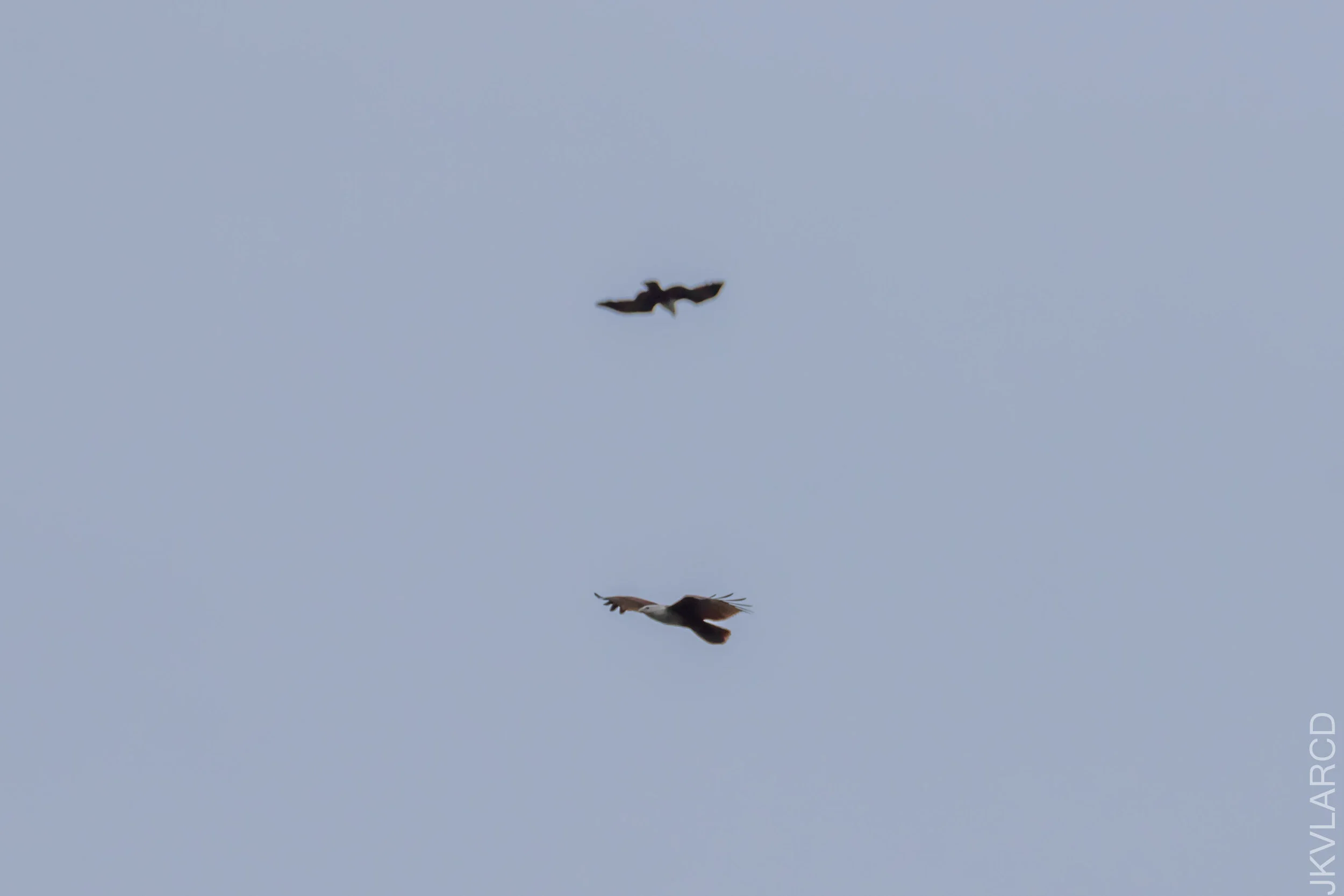 EOS 7D Mark II_2020_11_29_2618.jpg