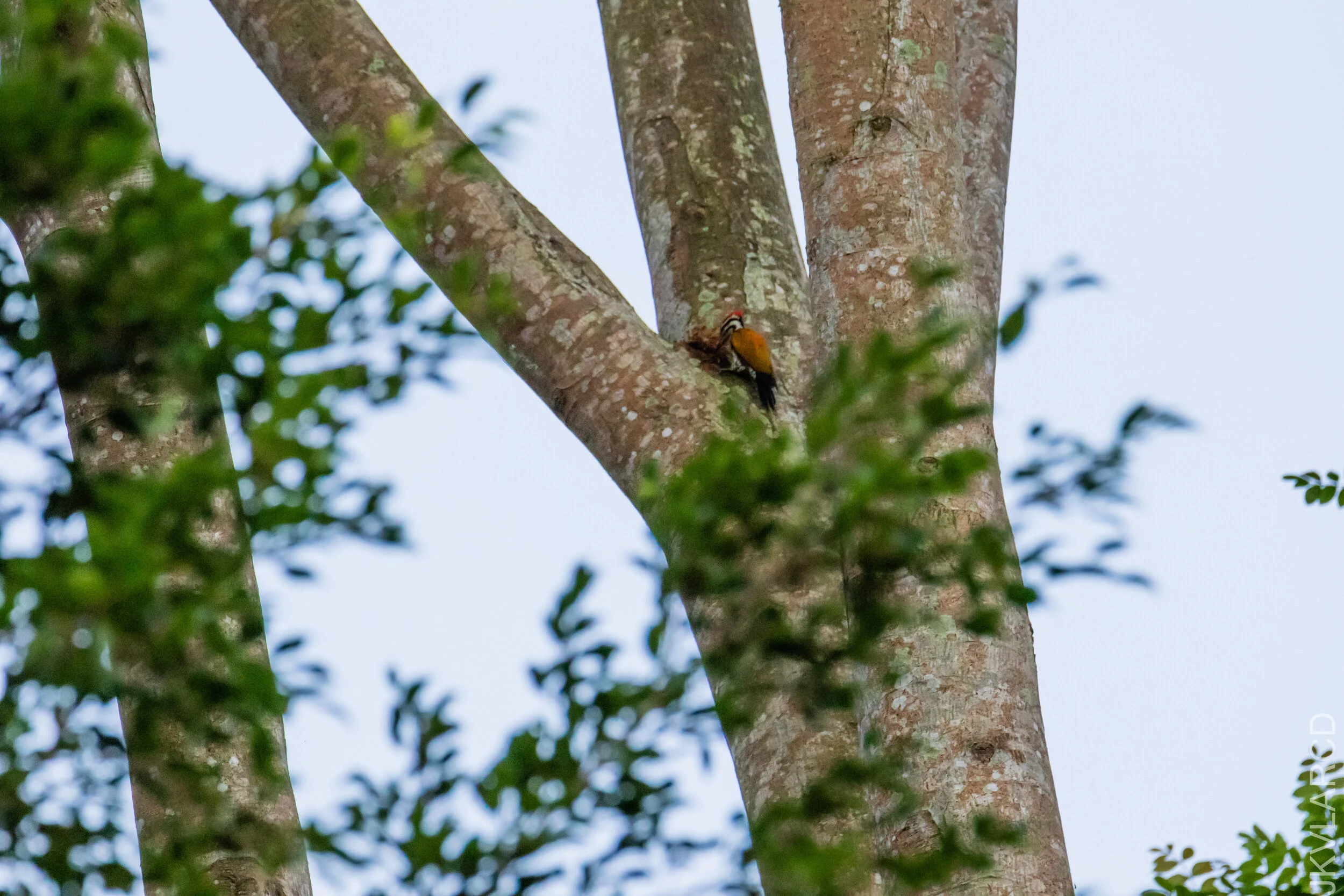 EOS 7D Mark II_2020_12_06_2755.jpg