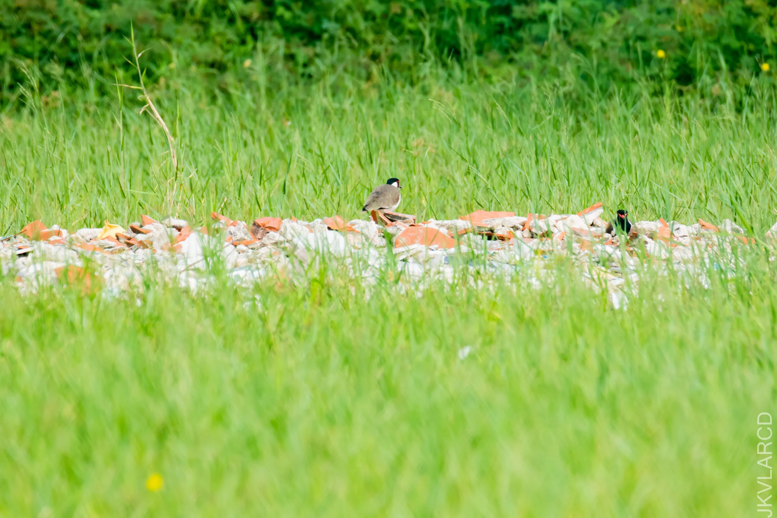 EOS 7D Mark II_2020_12_06_2946.jpg