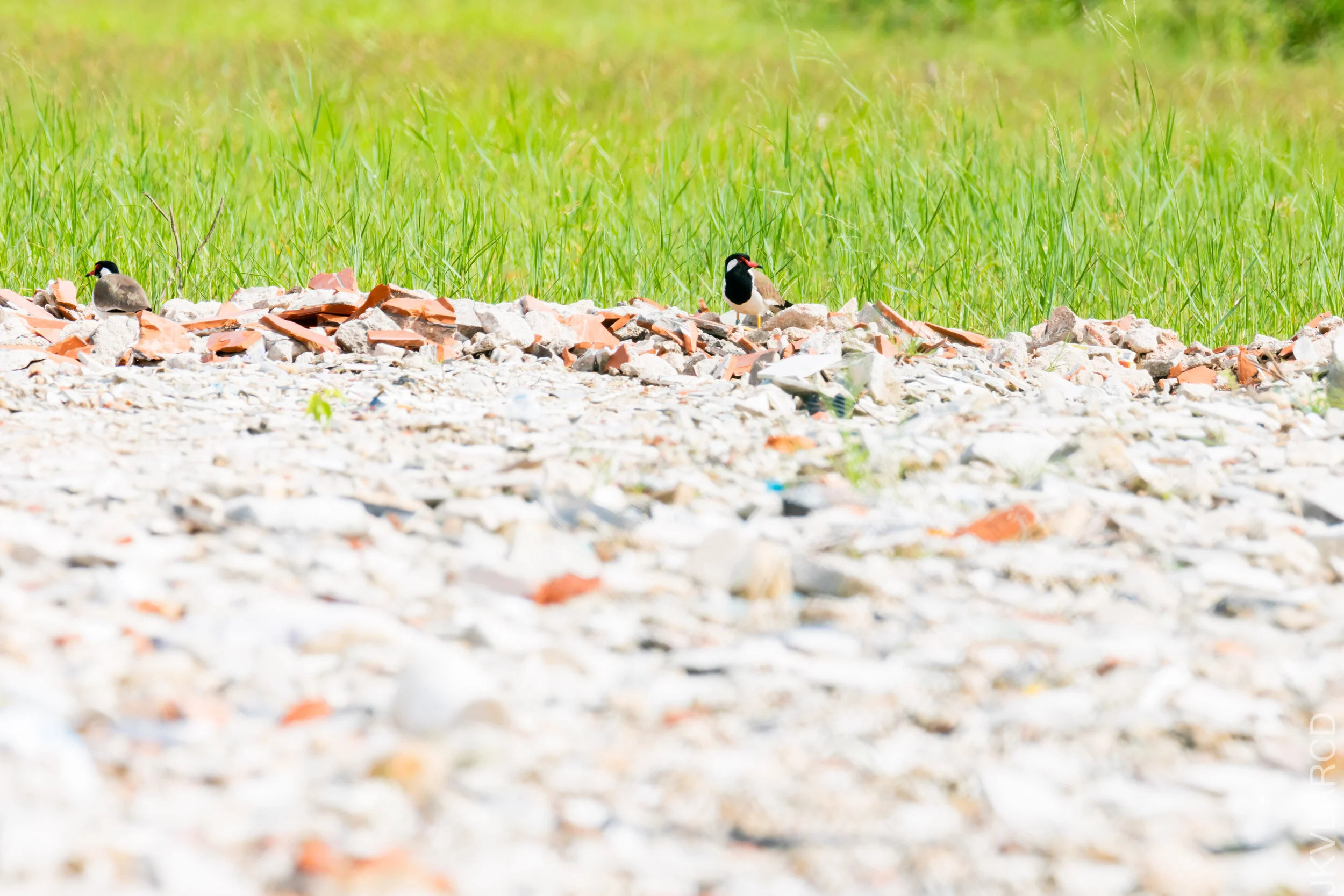 EOS 7D Mark II_2020_12_06_2958.jpg