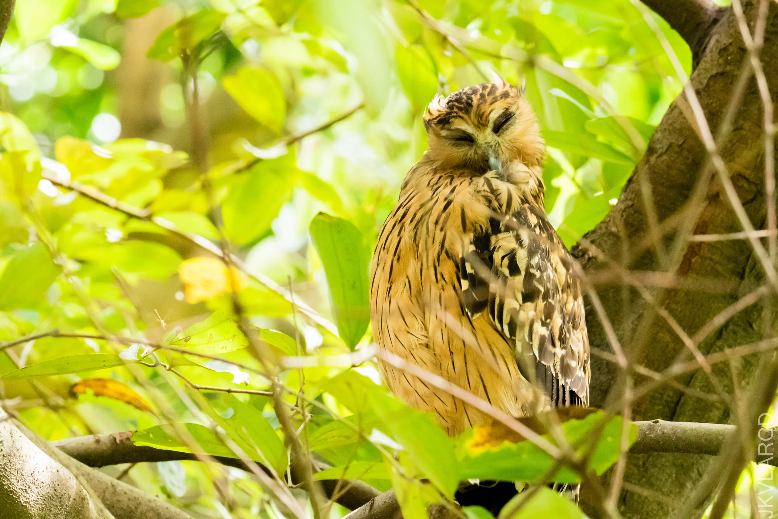 EOS 7D Mark II_2020_12_06_3103.jpg