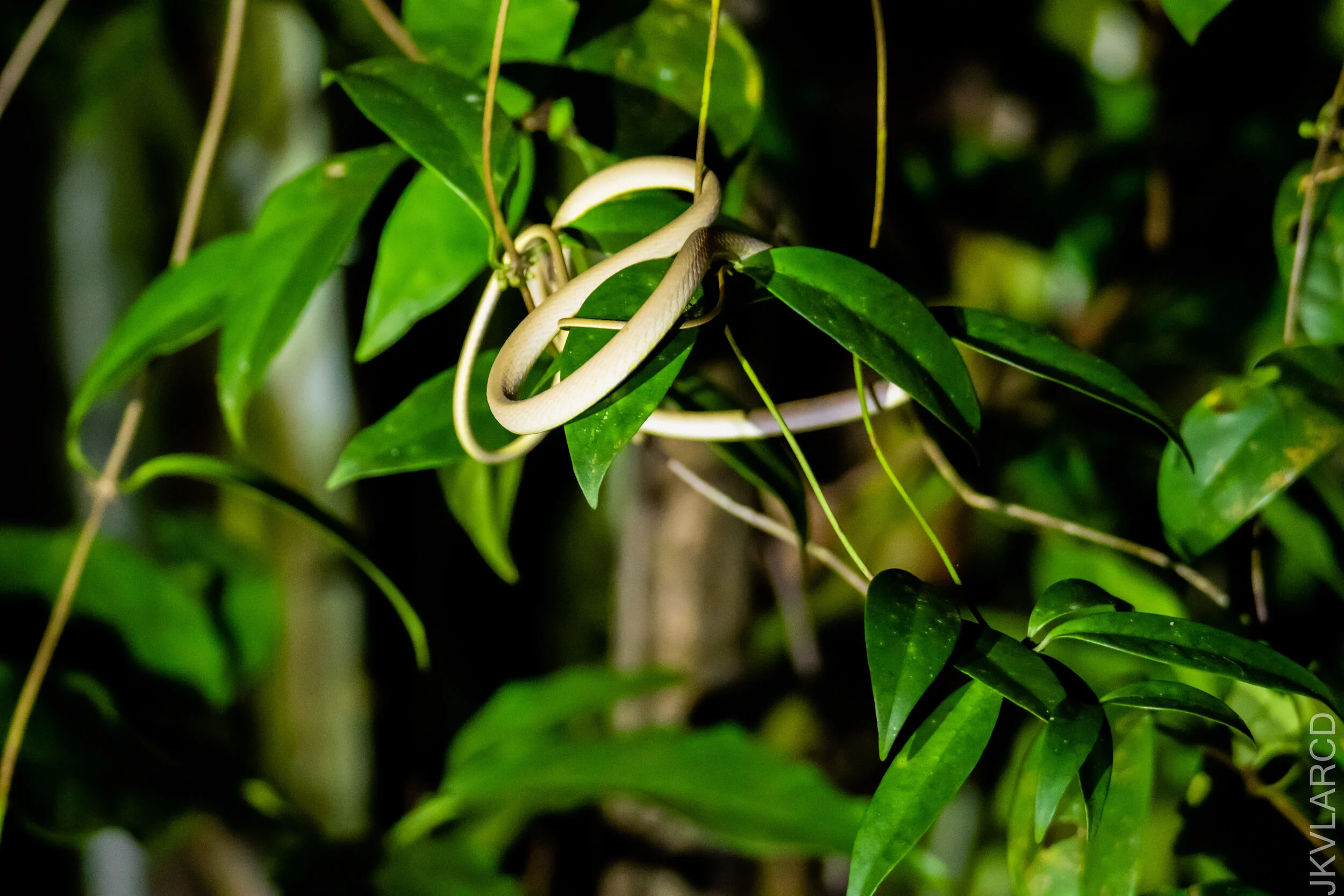 EOS 7D Mark II_2021_01_16_3277.jpg