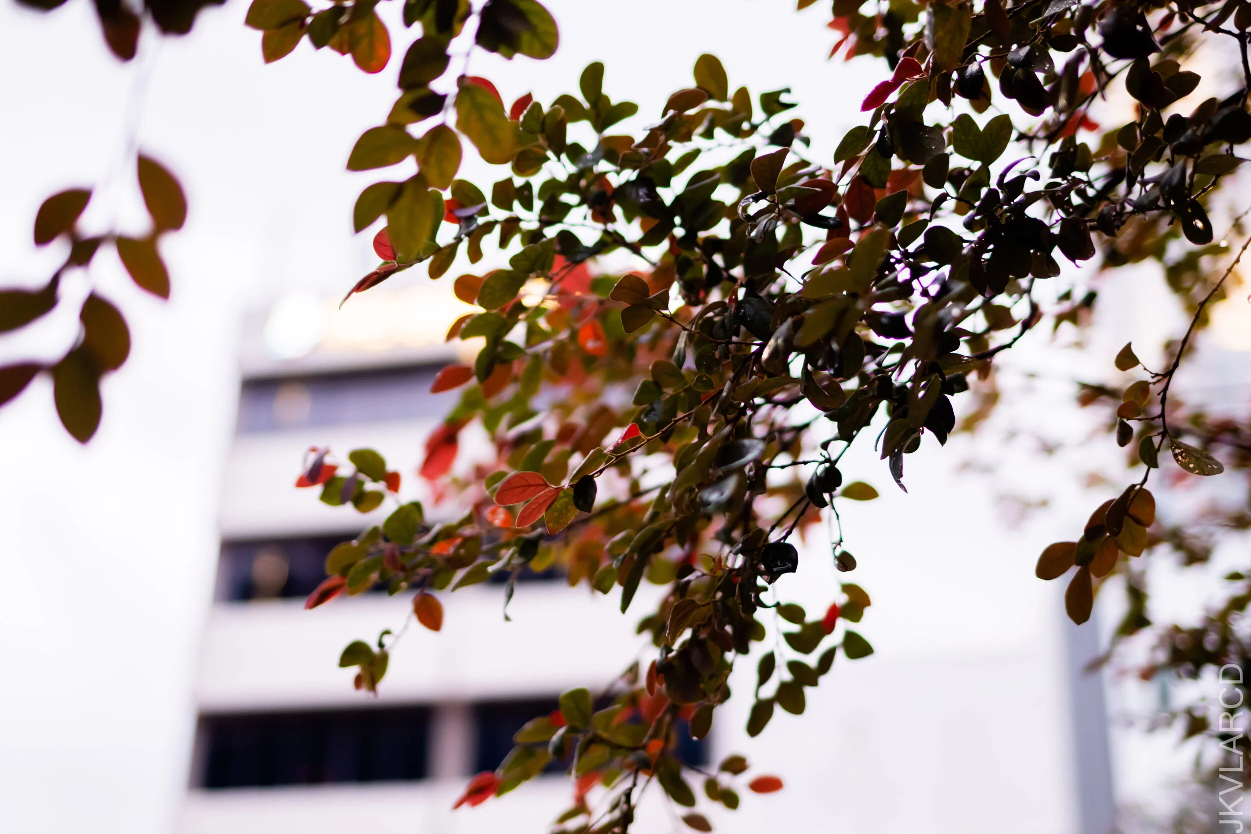 EOS 7D Mark II_2021_01_23_3403.jpg