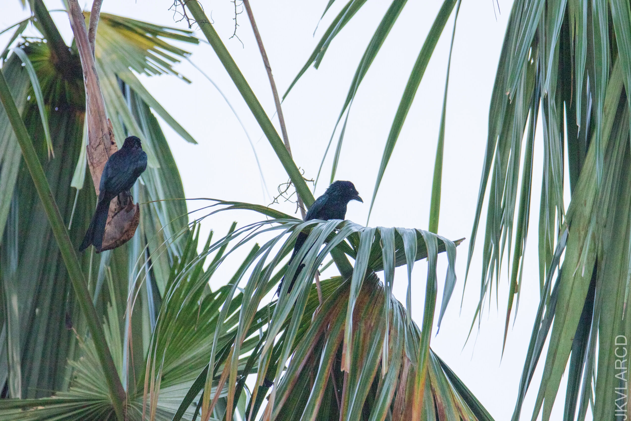 EOS 7D Mark II_2021_03_07_3922.jpg