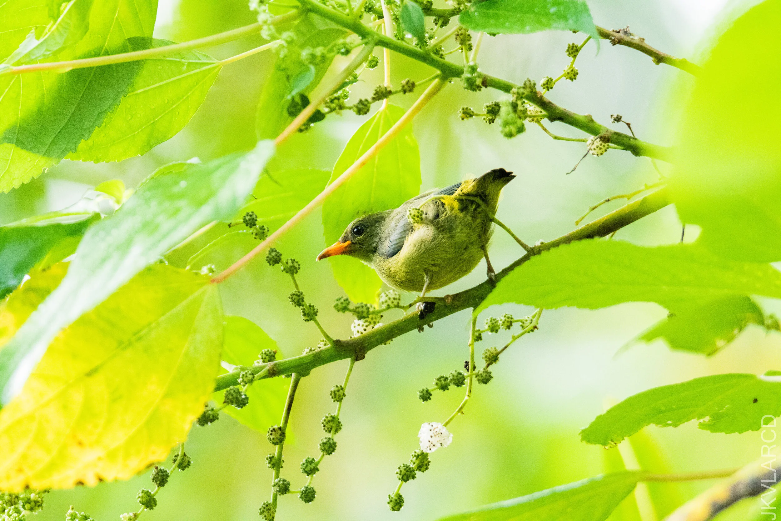 EOS 7D Mark II_2021_03_07_4008.jpg