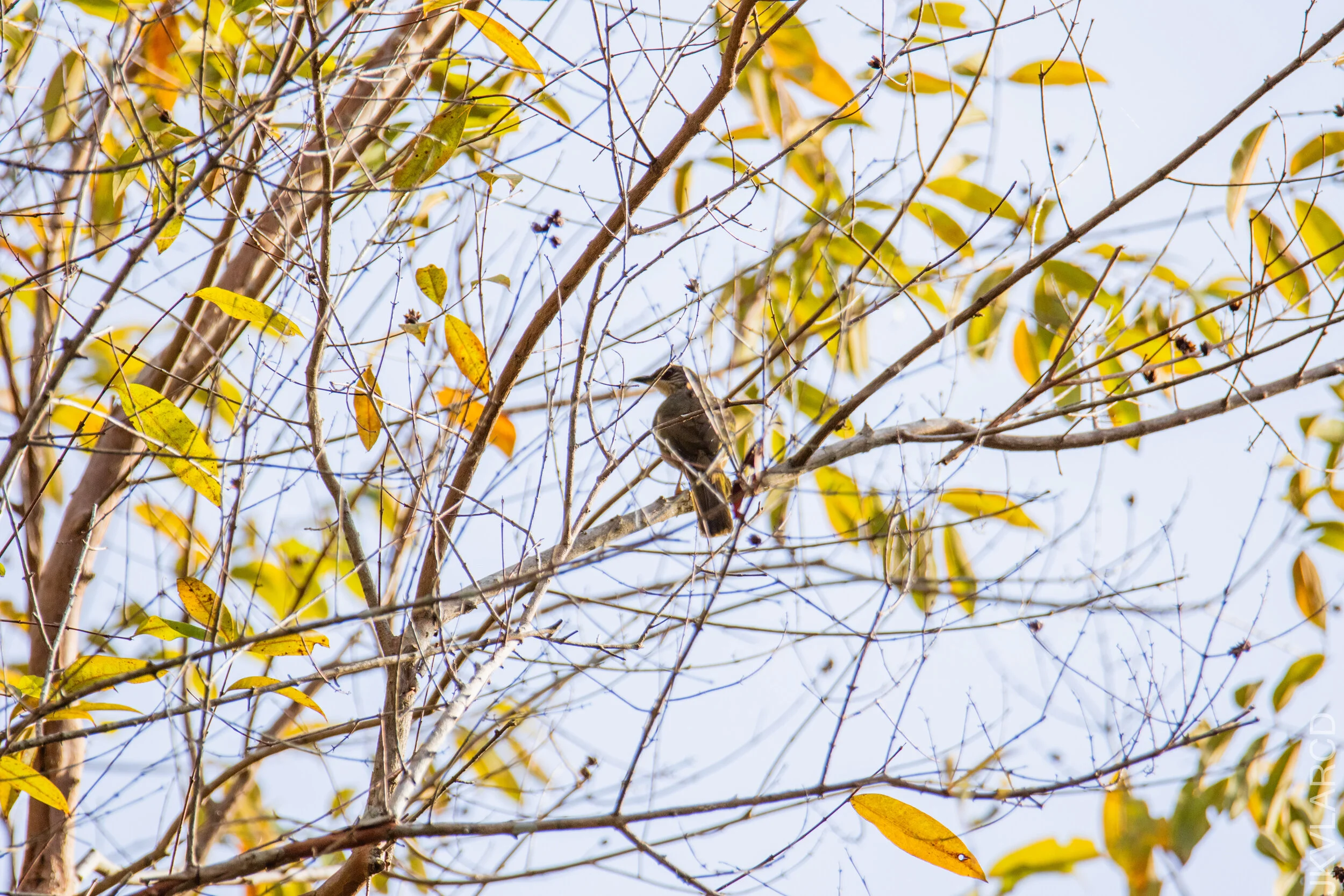 EOS 7D Mark II_2021_03_07_4078.jpg