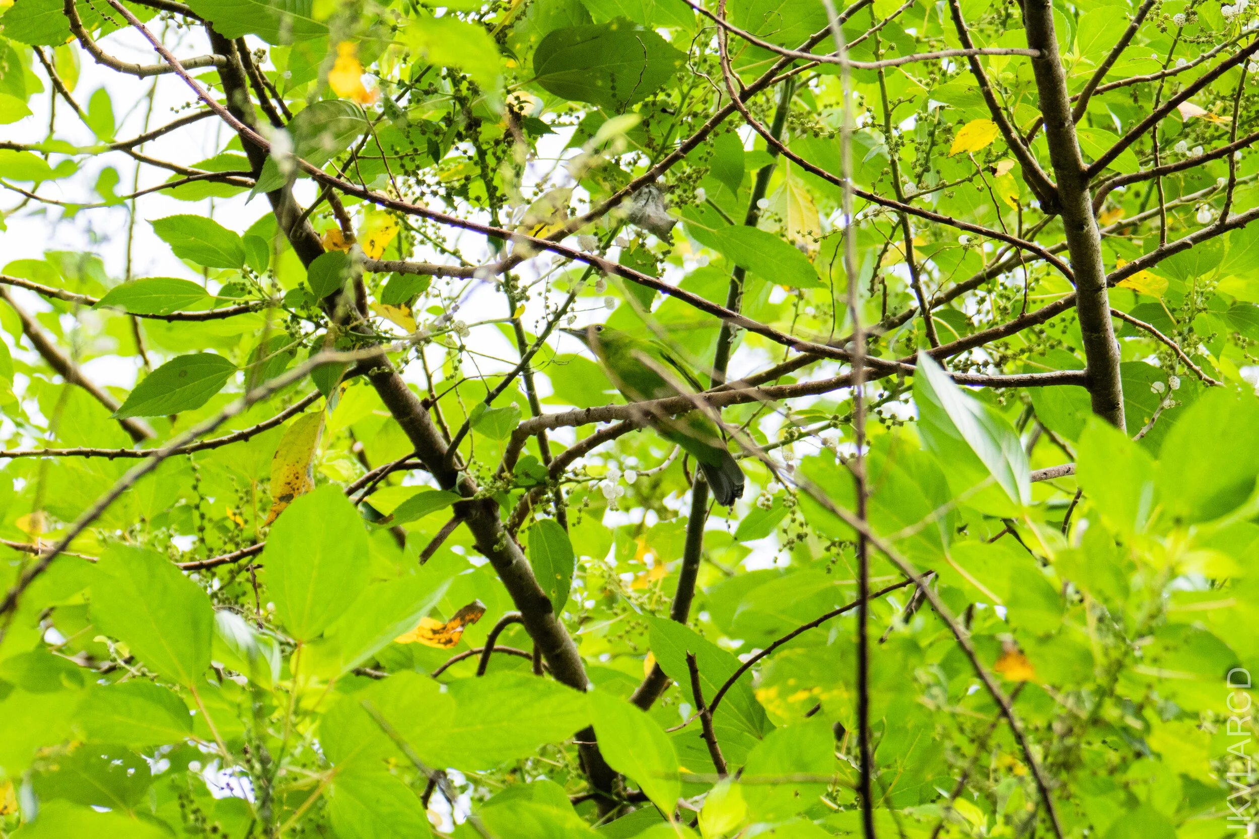 EOS 7D Mark II_2021_03_07_4268.jpg