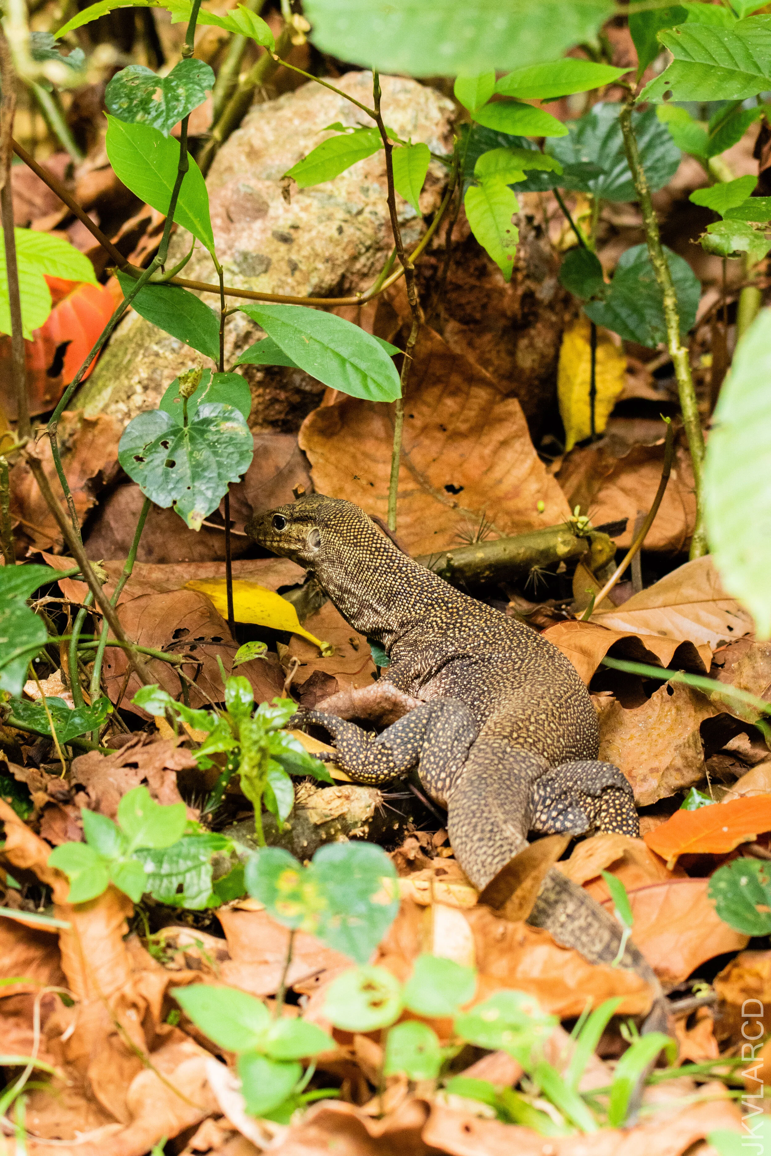 EOS 7D Mark II_2021_03_07_4339.jpg