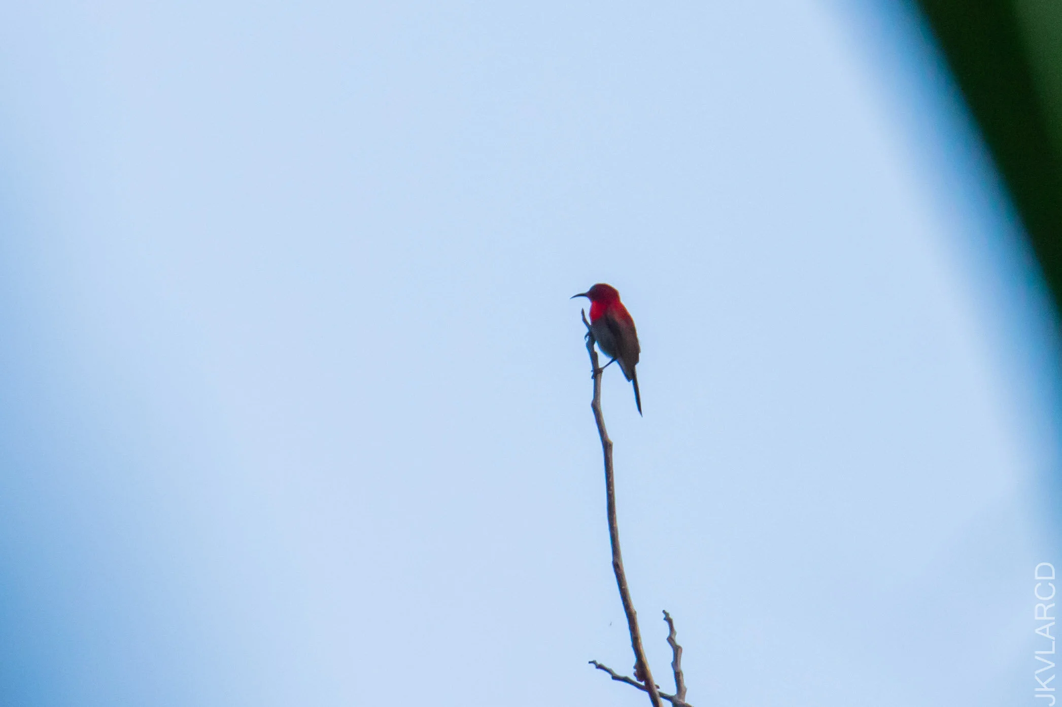 EOS 7D Mark II_2021_03_20_4504.jpg