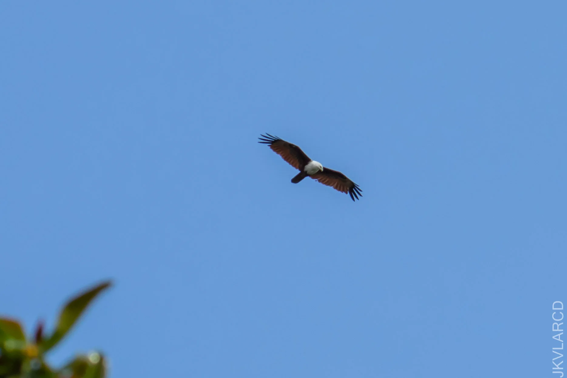 EOS 7D Mark II_2021_03_20_4664.jpg