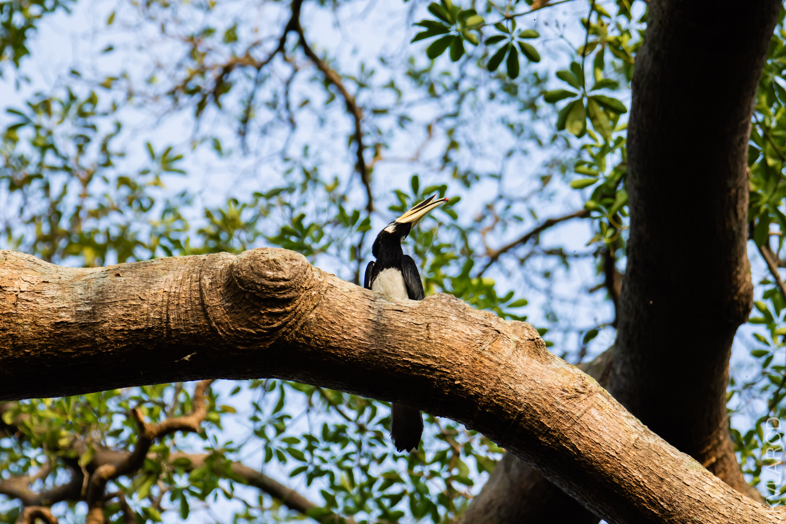 EOS 7D Mark II_2021_04_11_4961.jpg