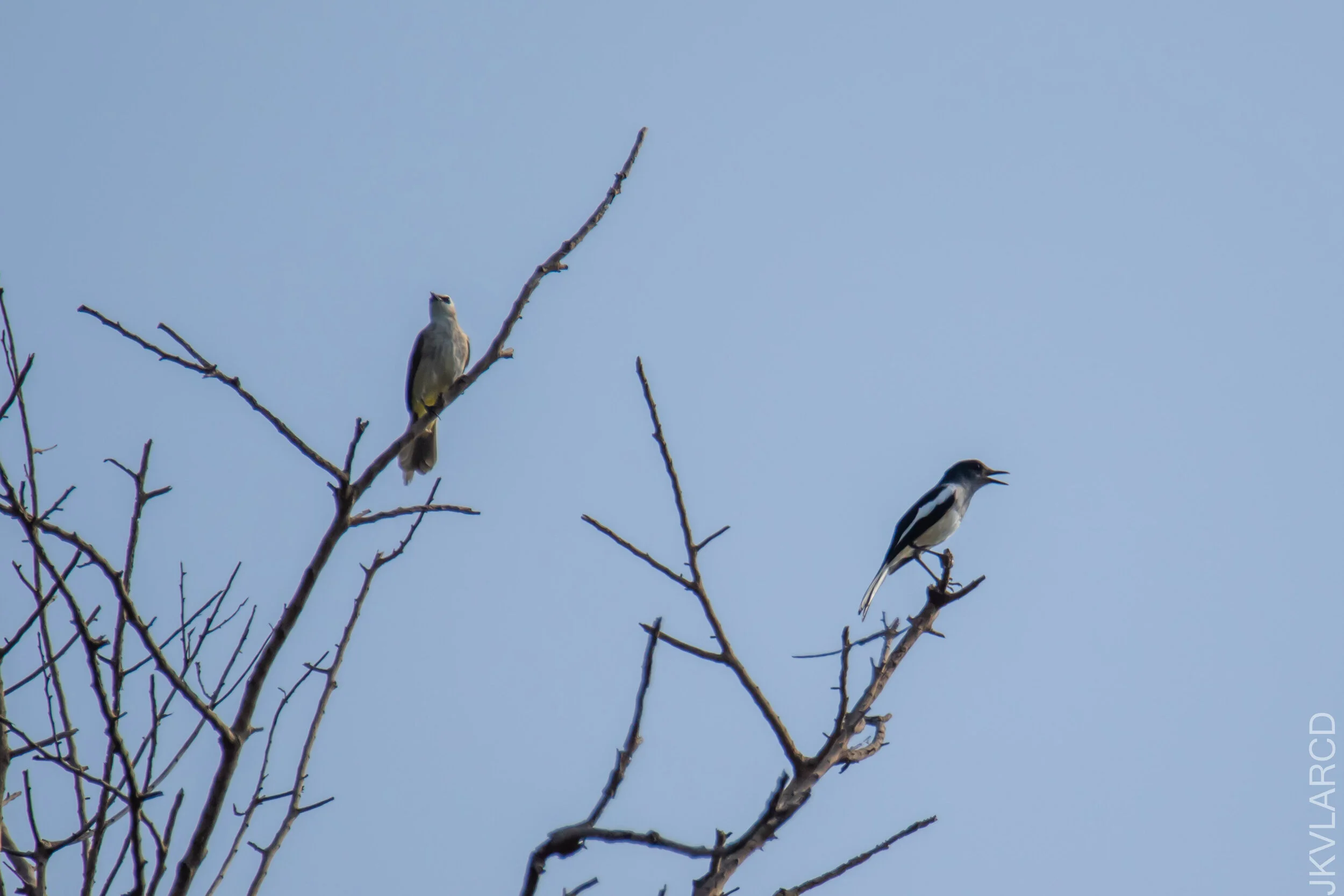 EOS 7D Mark II_2021_04_11_4997.jpg