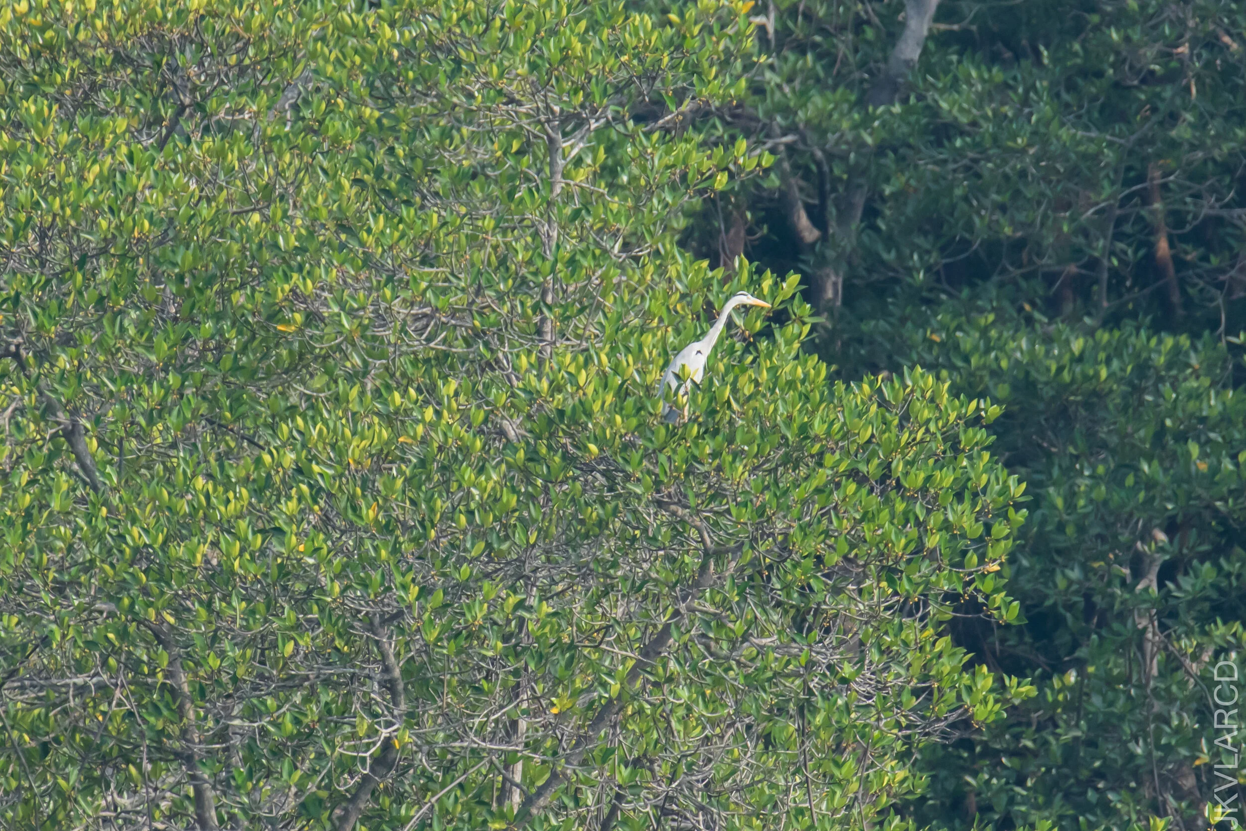 EOS 7D Mark II_2021_04_11_5097.jpg
