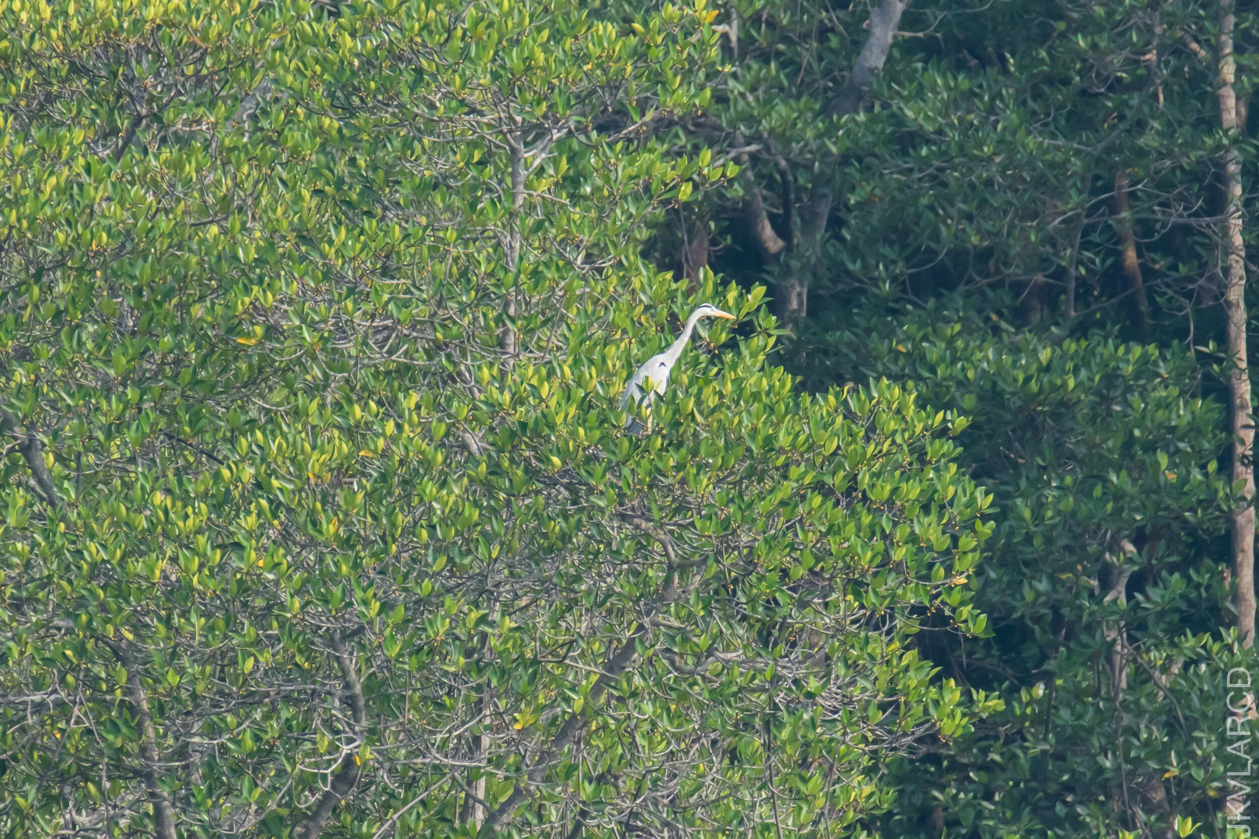 EOS 7D Mark II_2021_04_11_5098.jpg