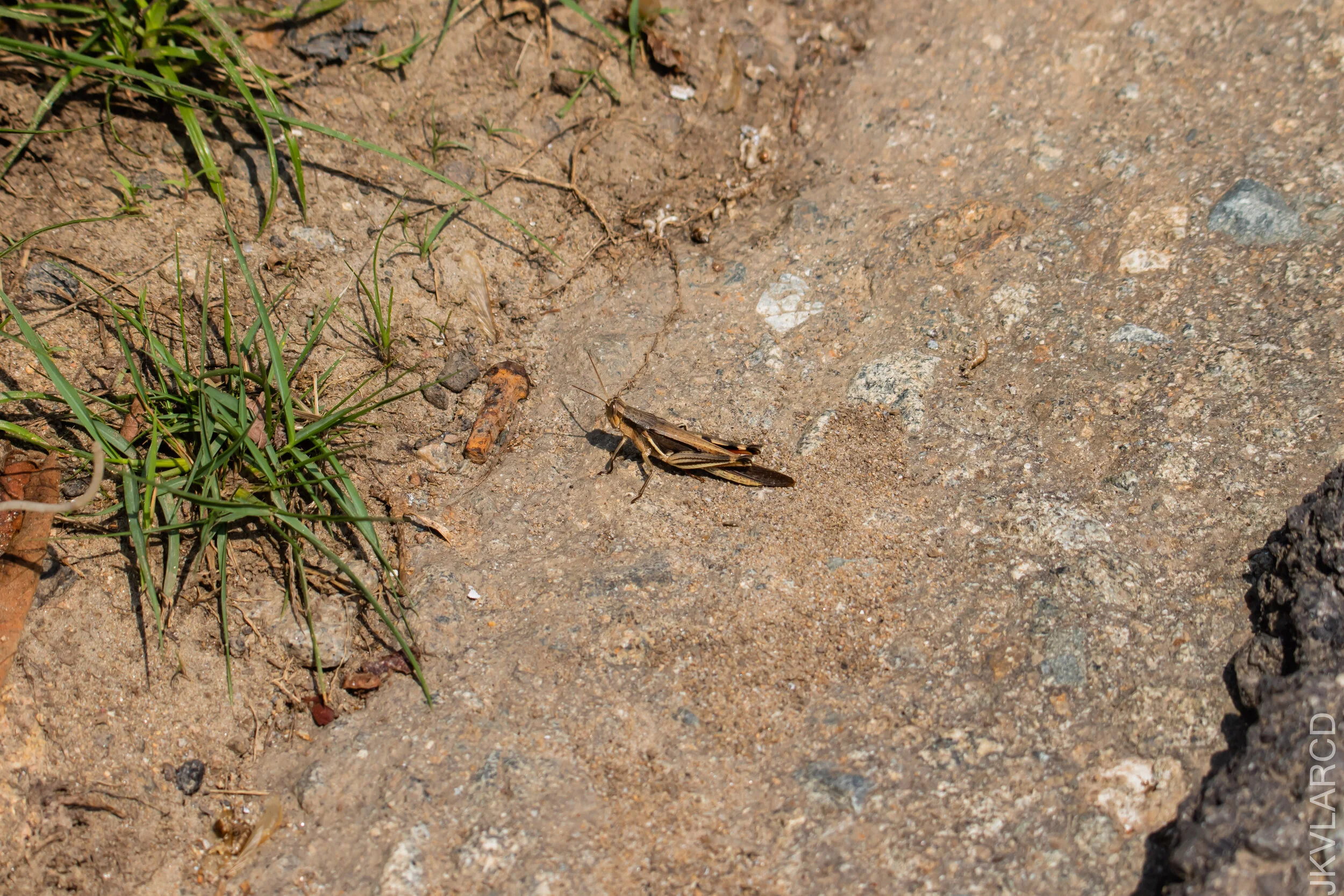 EOS 7D Mark II_2021_04_11_5337.jpg
