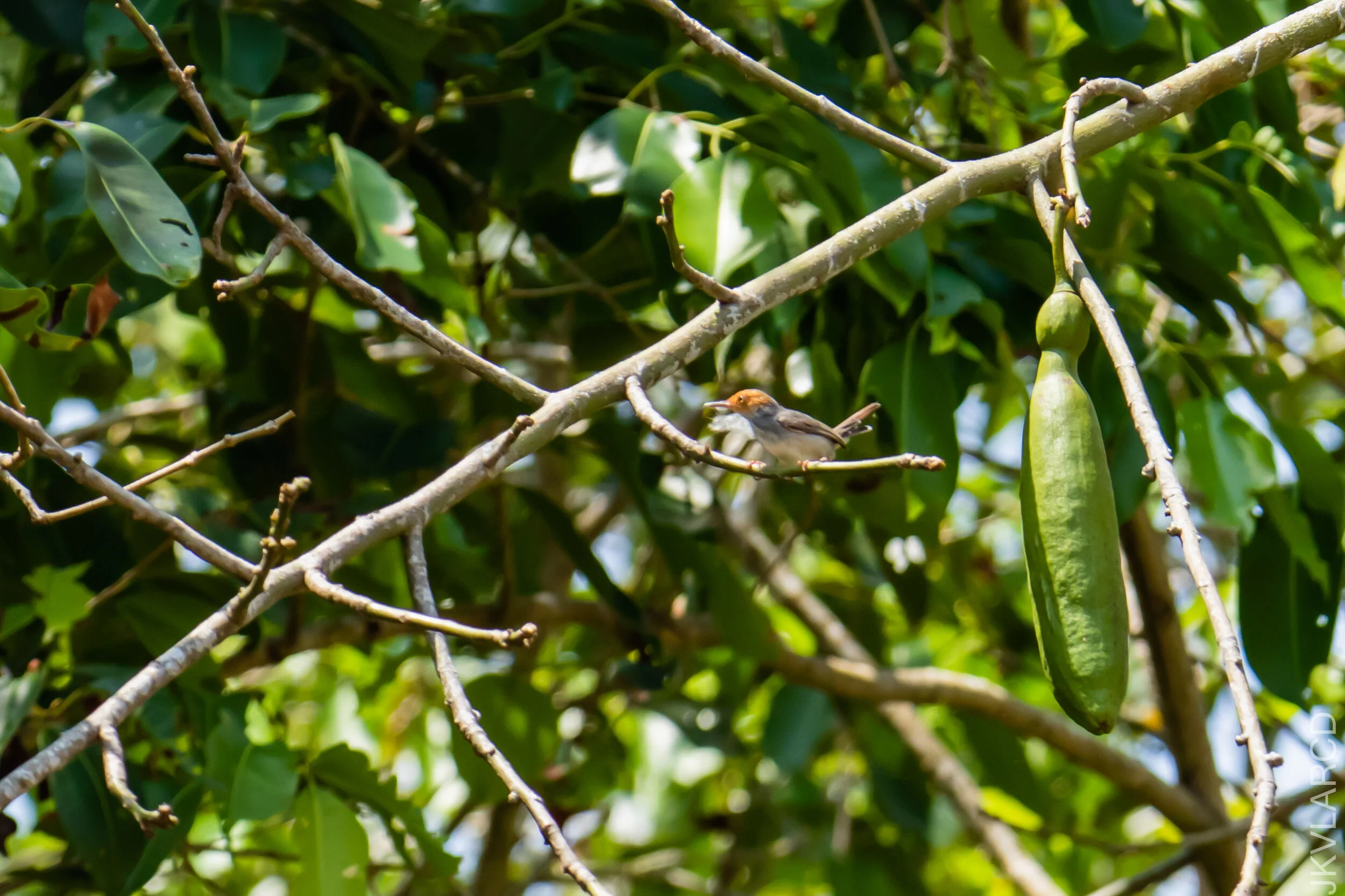 EOS 7D Mark II_2021_04_11_5414.jpg