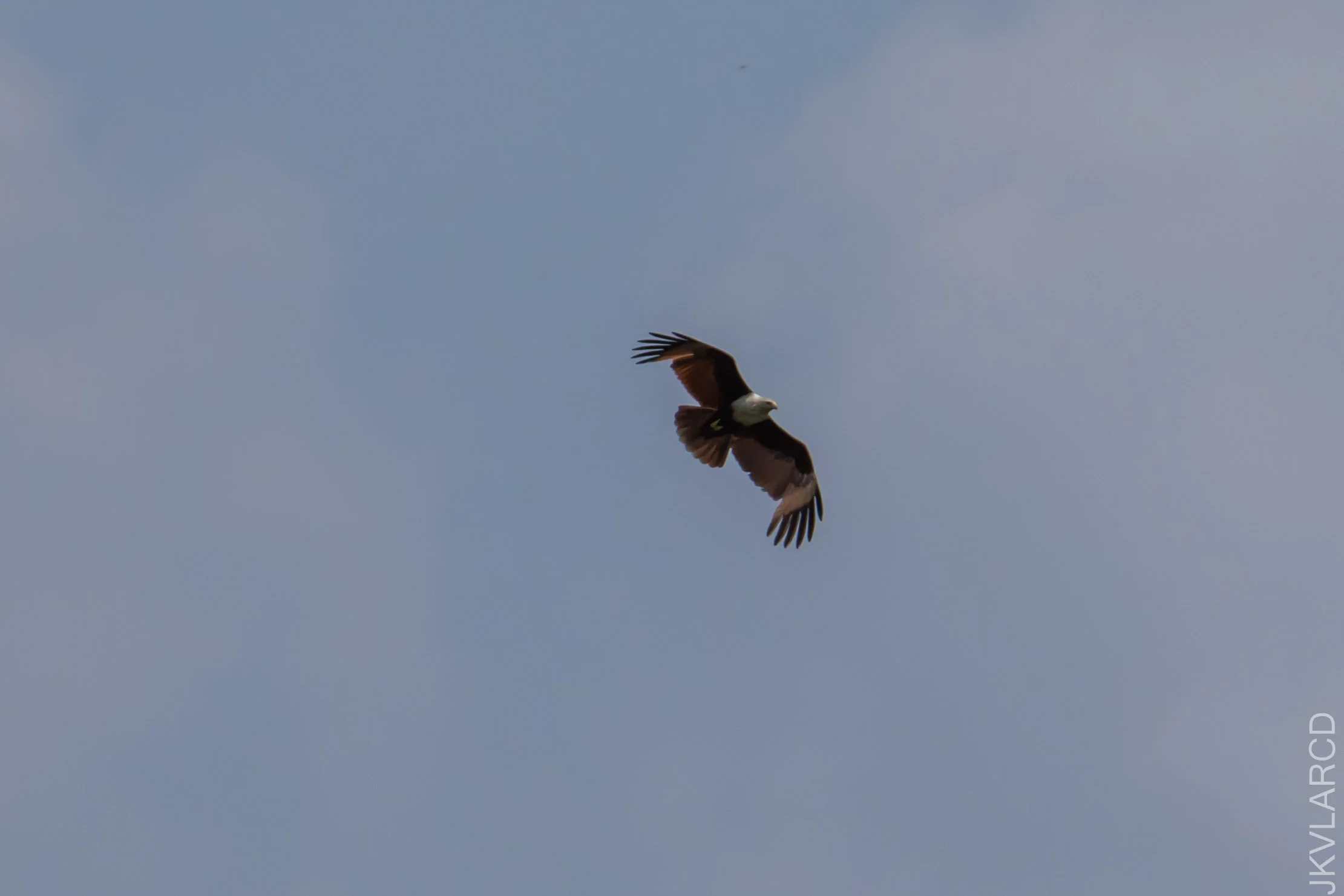 EOS 7D Mark II_2021_04_11_5592.jpg