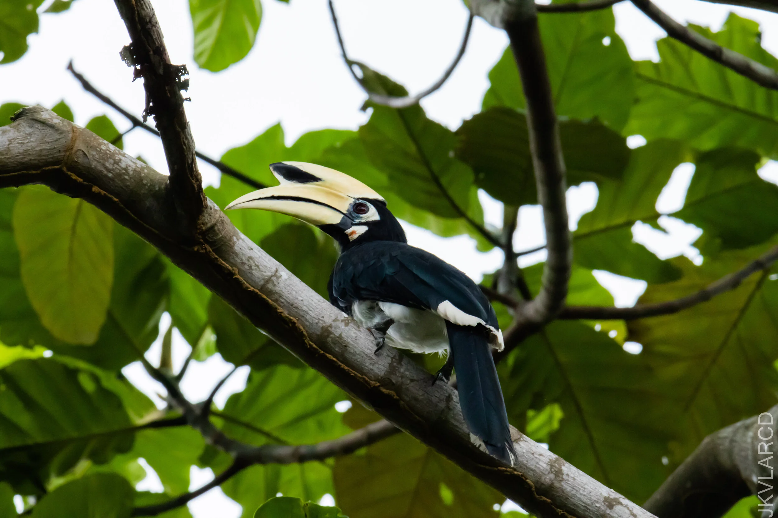 EOS 7D Mark II_2021_04_11_5605.jpg