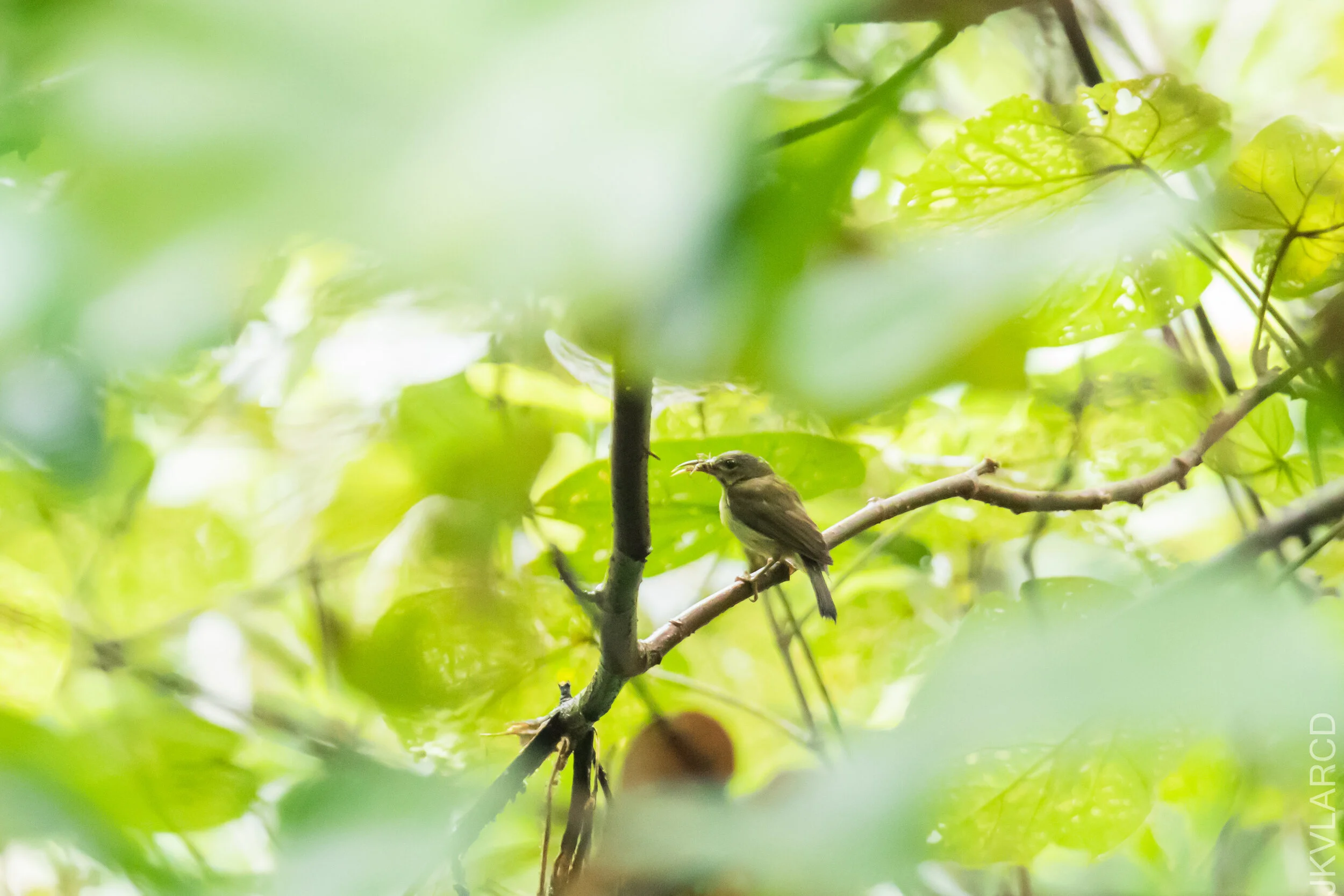 EOS 7D Mark II_2021_04_18_5752.jpg