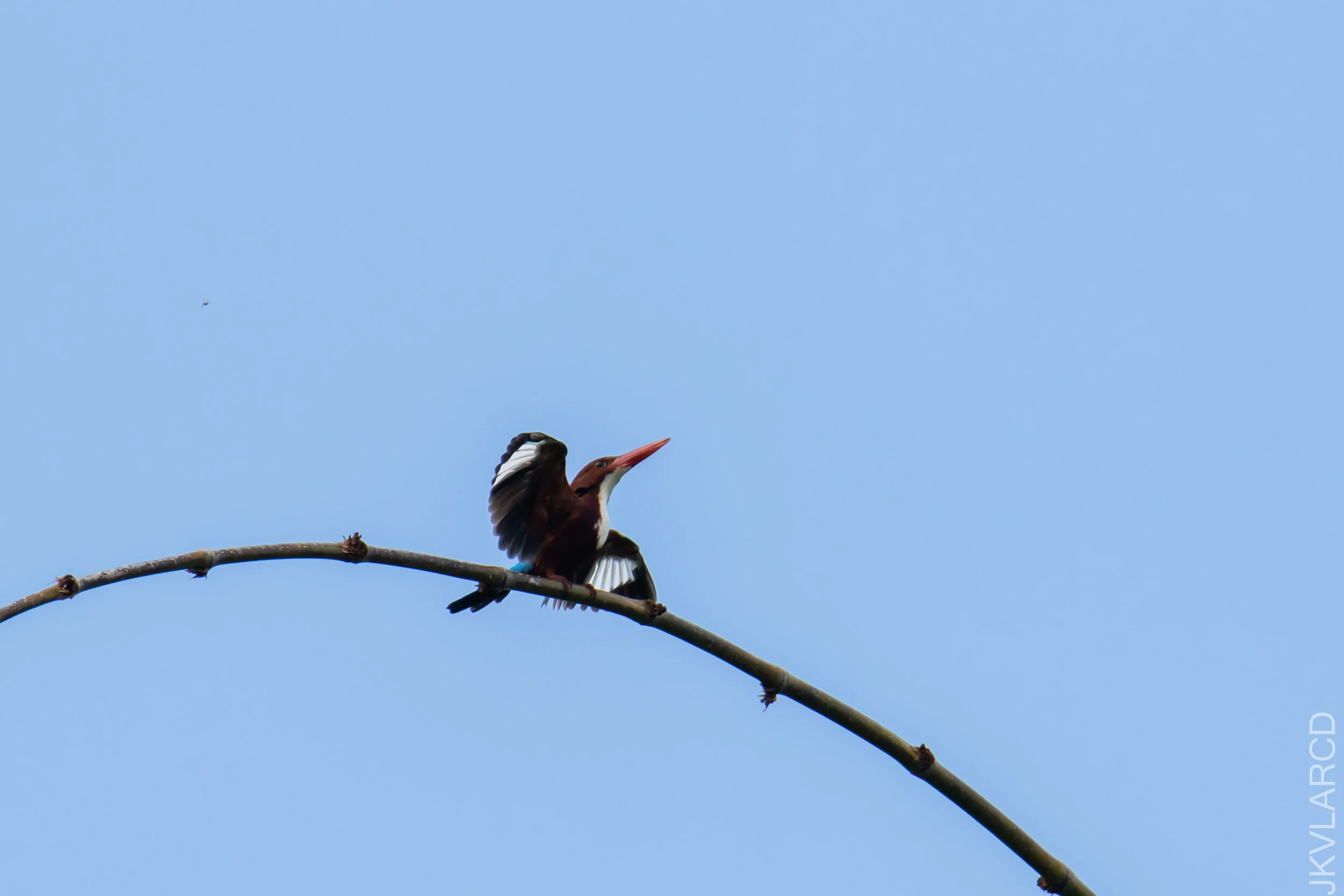 EOS 7D Mark II_2021_04_18_5875.jpg