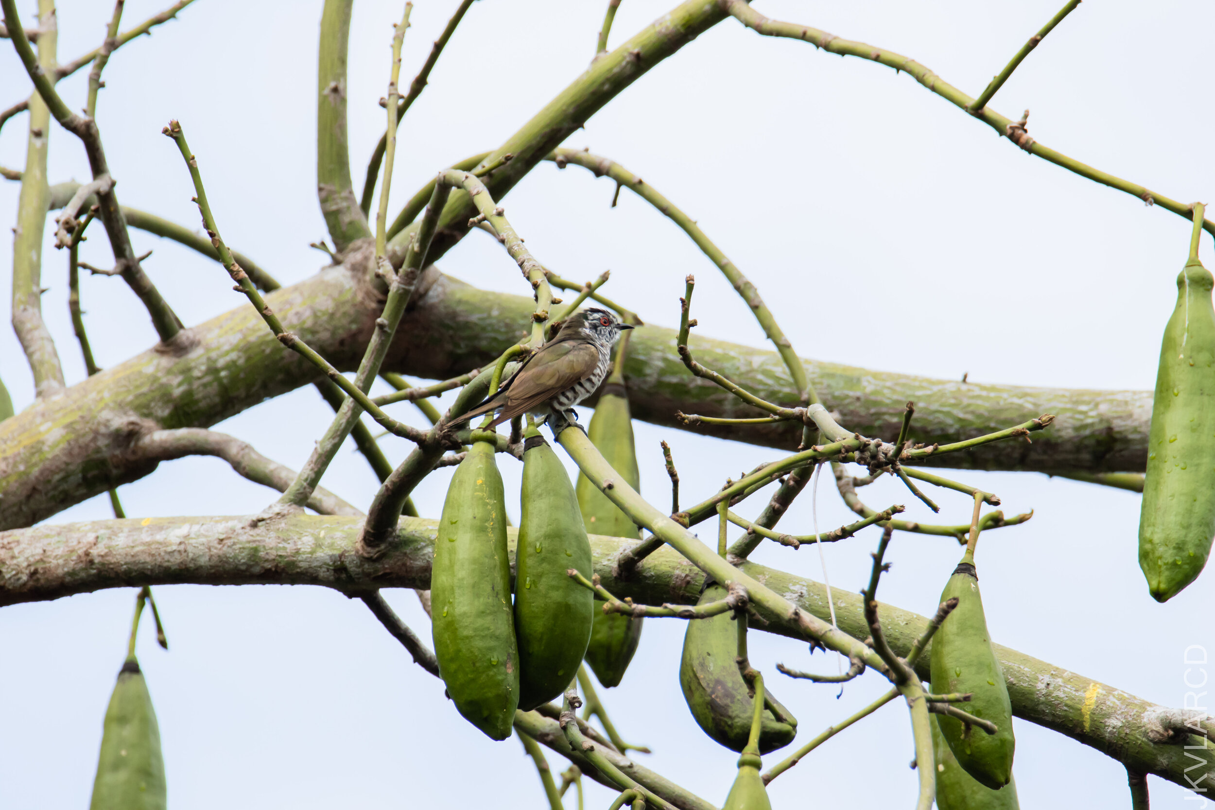 EOS 7D Mark II_2021_04_18_5930.jpg