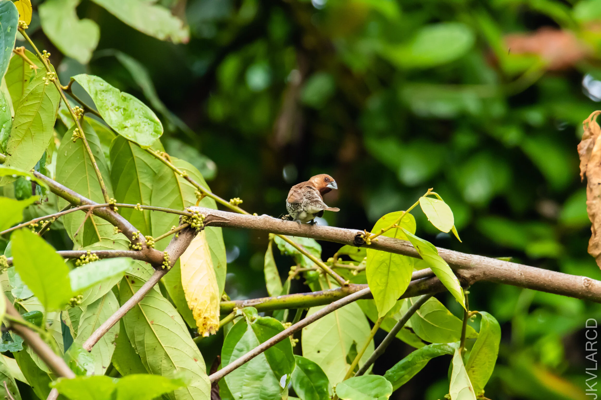 EOS 7D Mark II_2021_04_18_5953.jpg