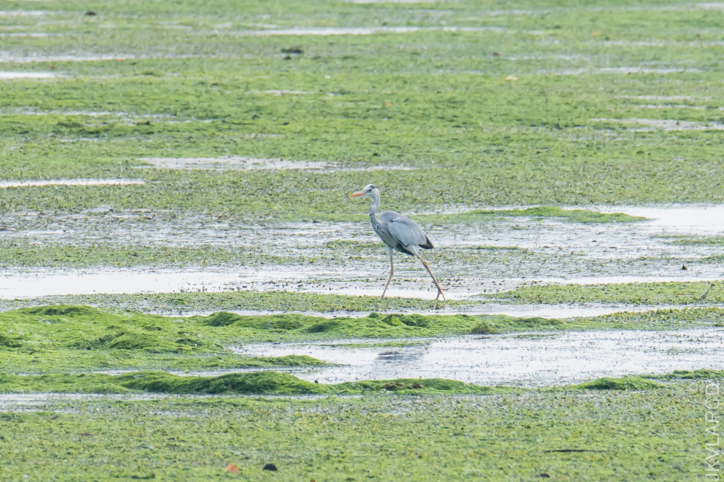 EOS 7D Mark II_2021_04_18_5998.jpg