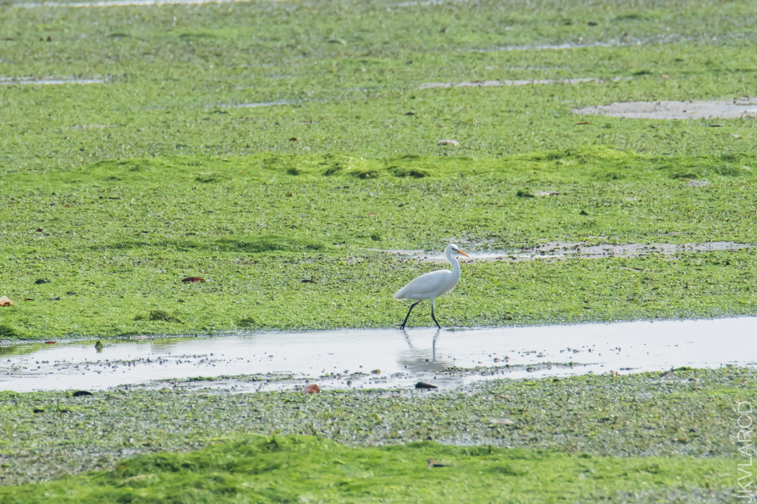 EOS 7D Mark II_2021_04_18_6037.jpg