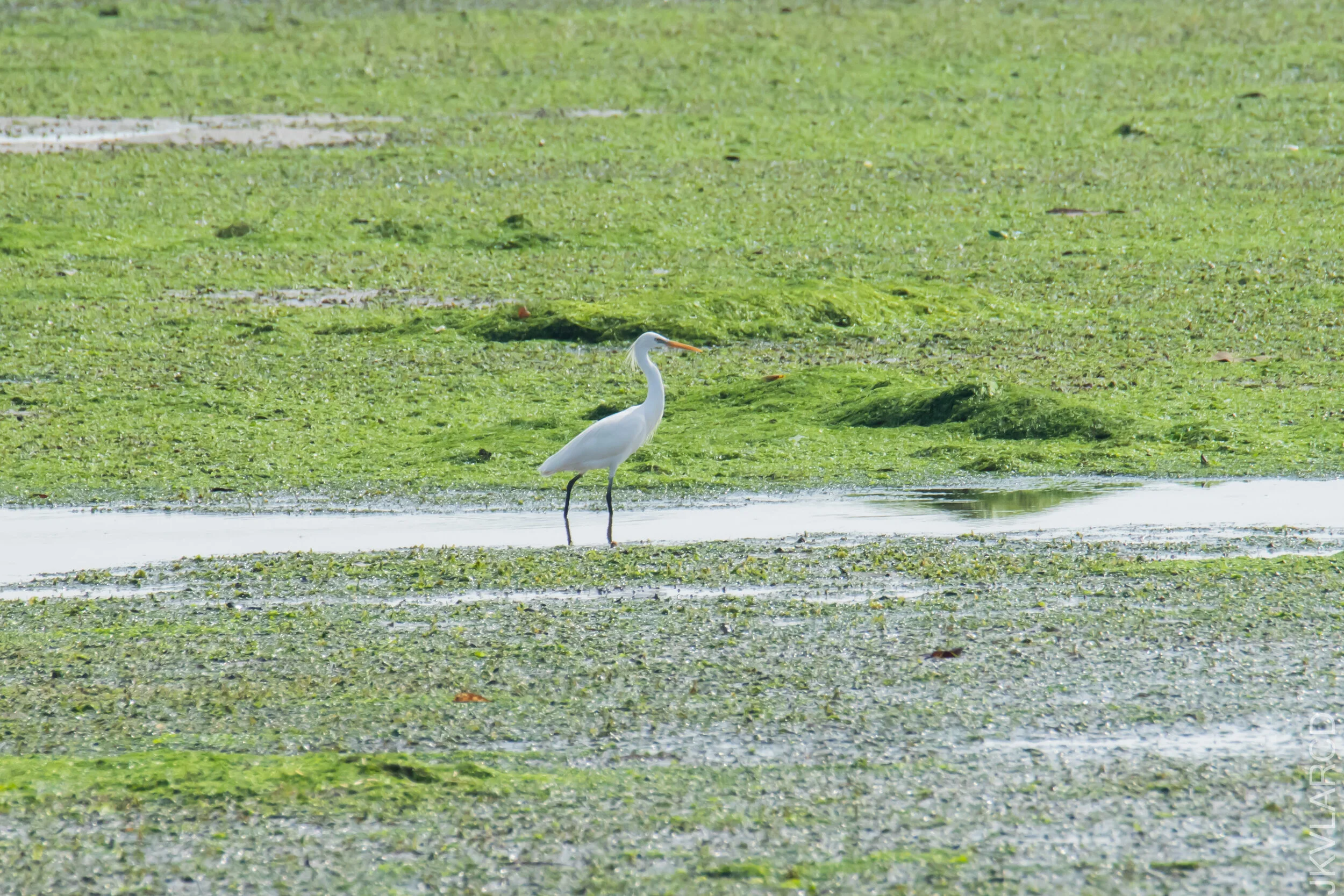 EOS 7D Mark II_2021_04_18_6050.jpg