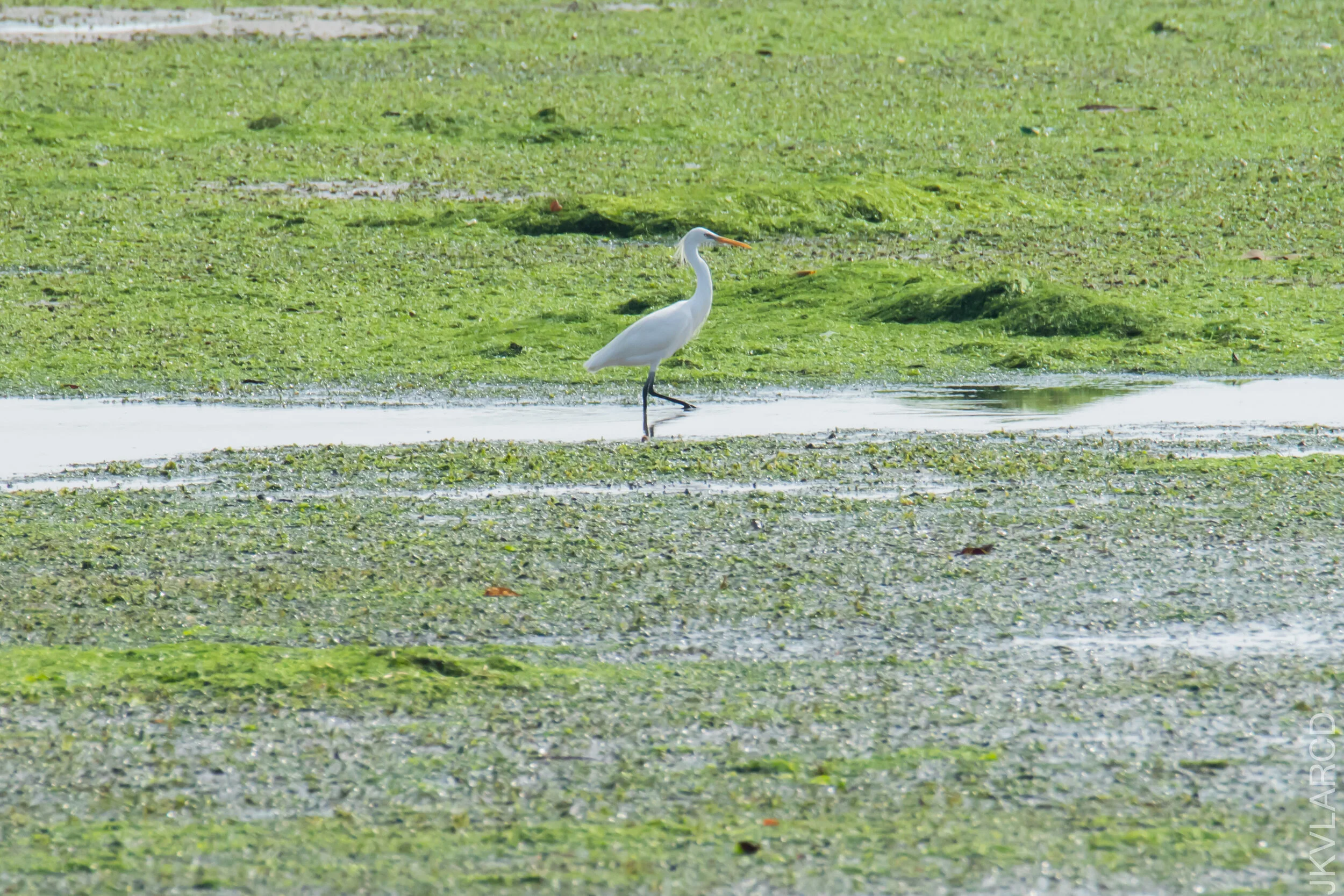 EOS 7D Mark II_2021_04_18_6054.jpg