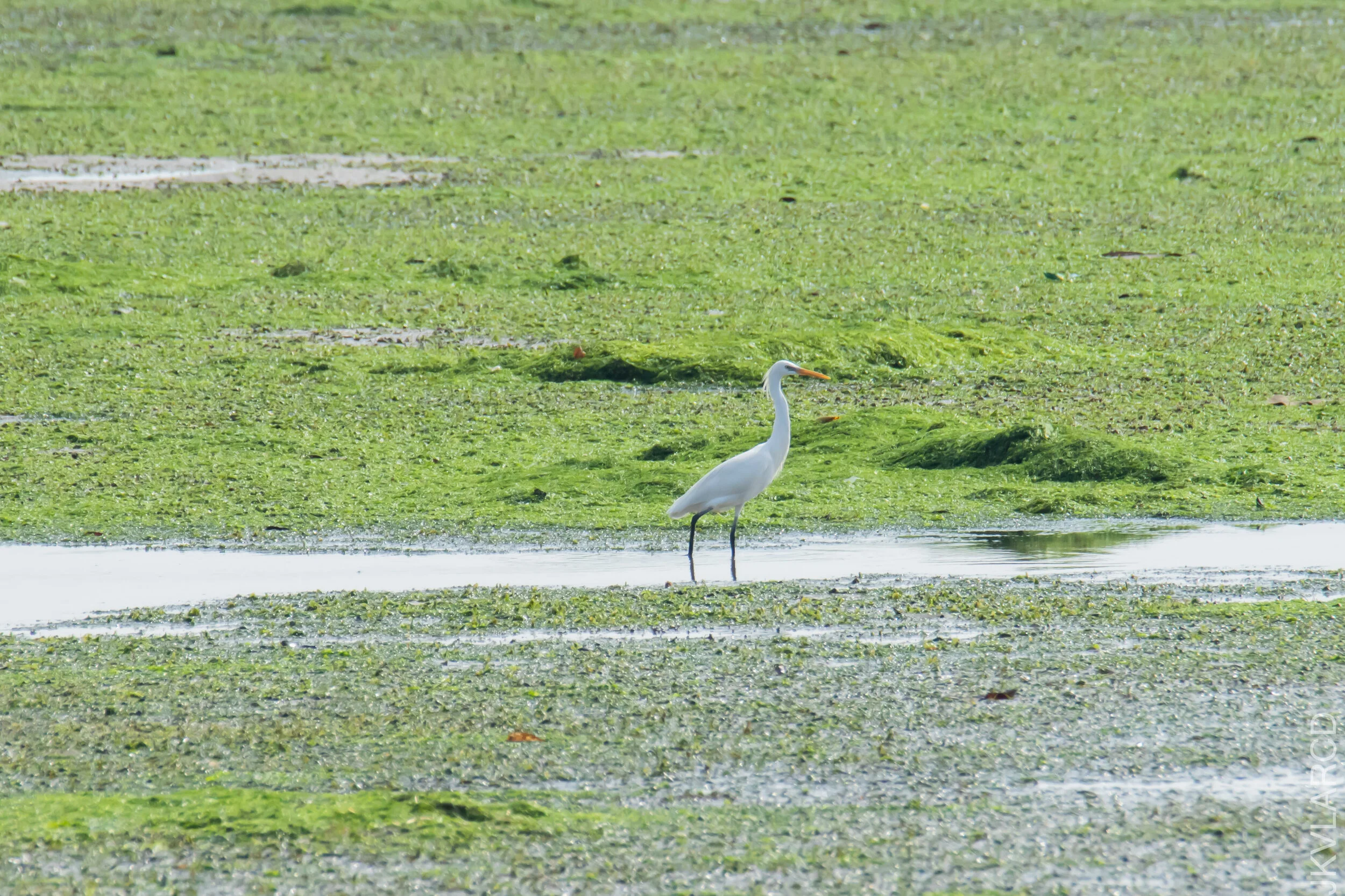EOS 7D Mark II_2021_04_18_6055.jpg