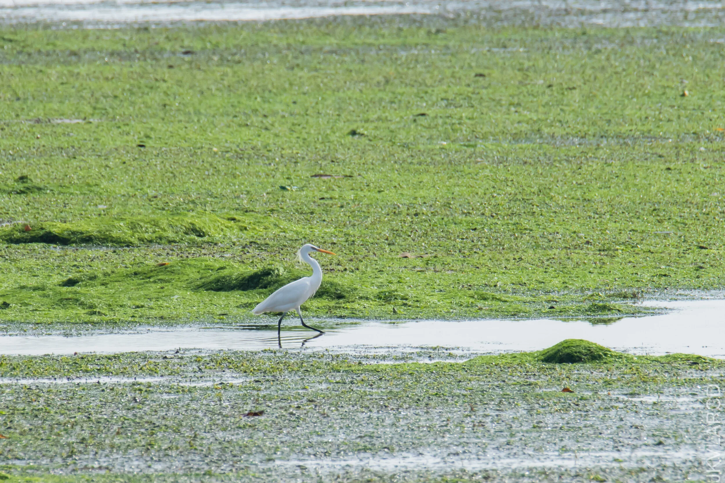 EOS 7D Mark II_2021_04_18_6058.jpg