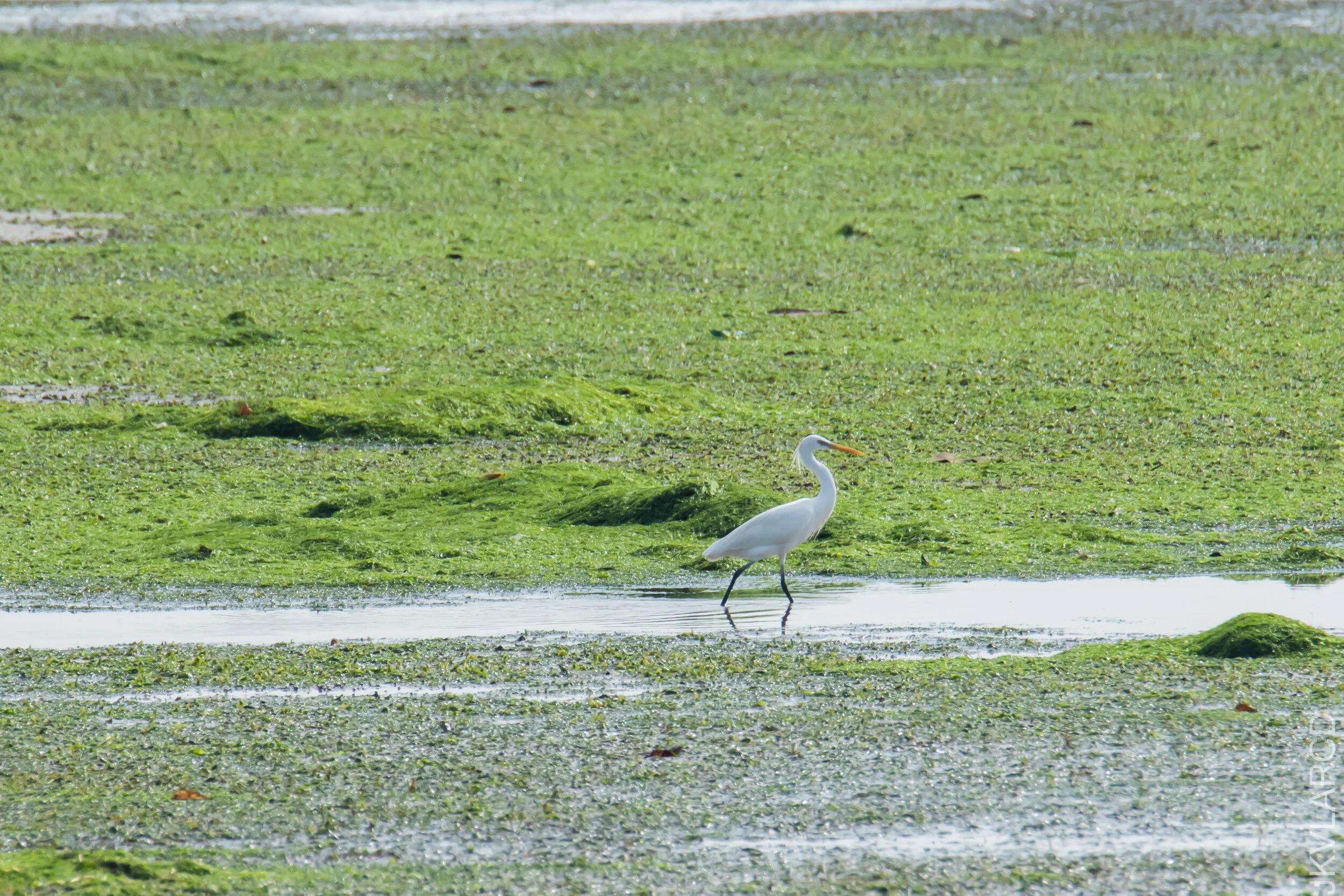 EOS 7D Mark II_2021_04_18_6060.jpg